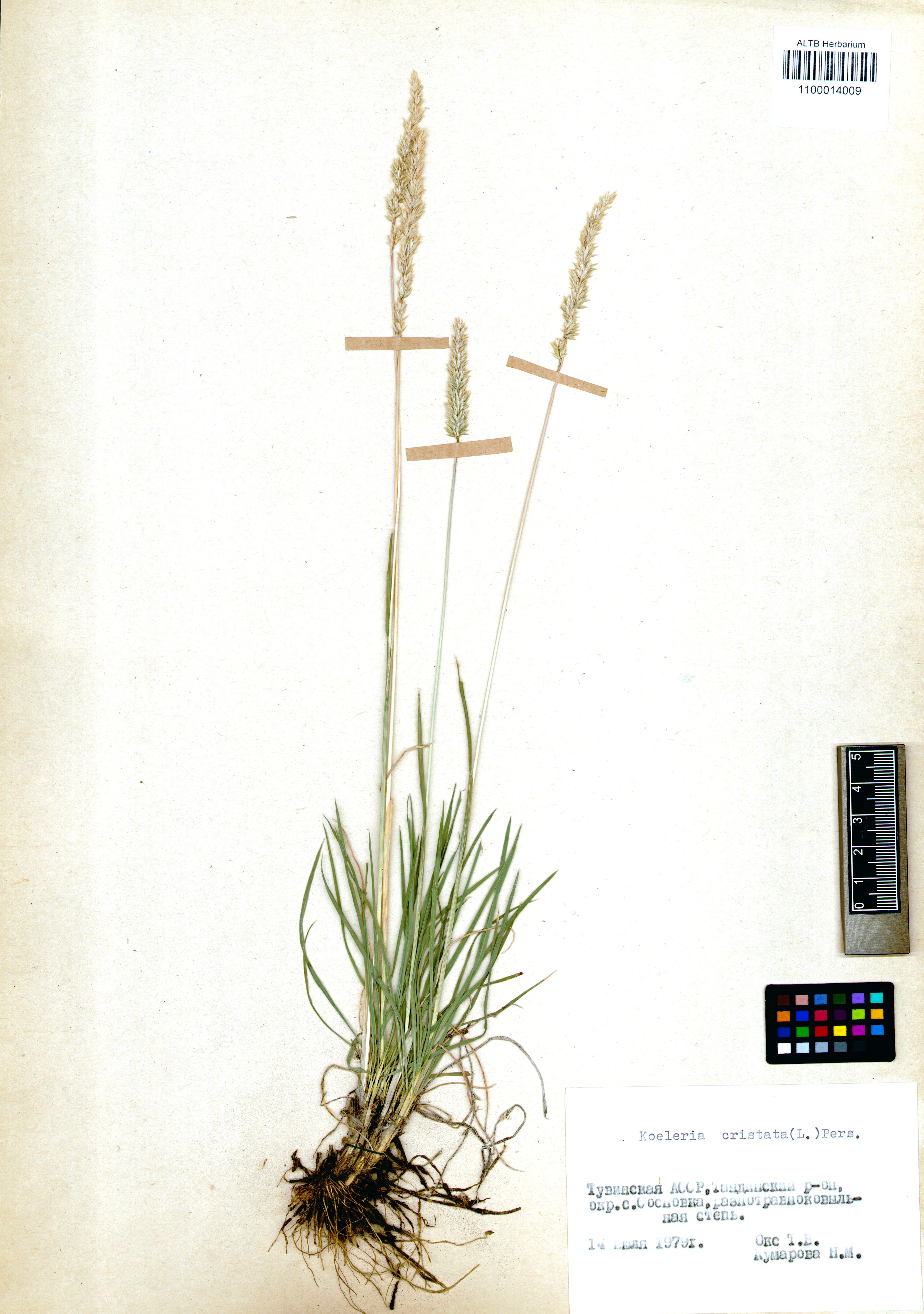 Koeleria cristata (L.) Pers. s. str.