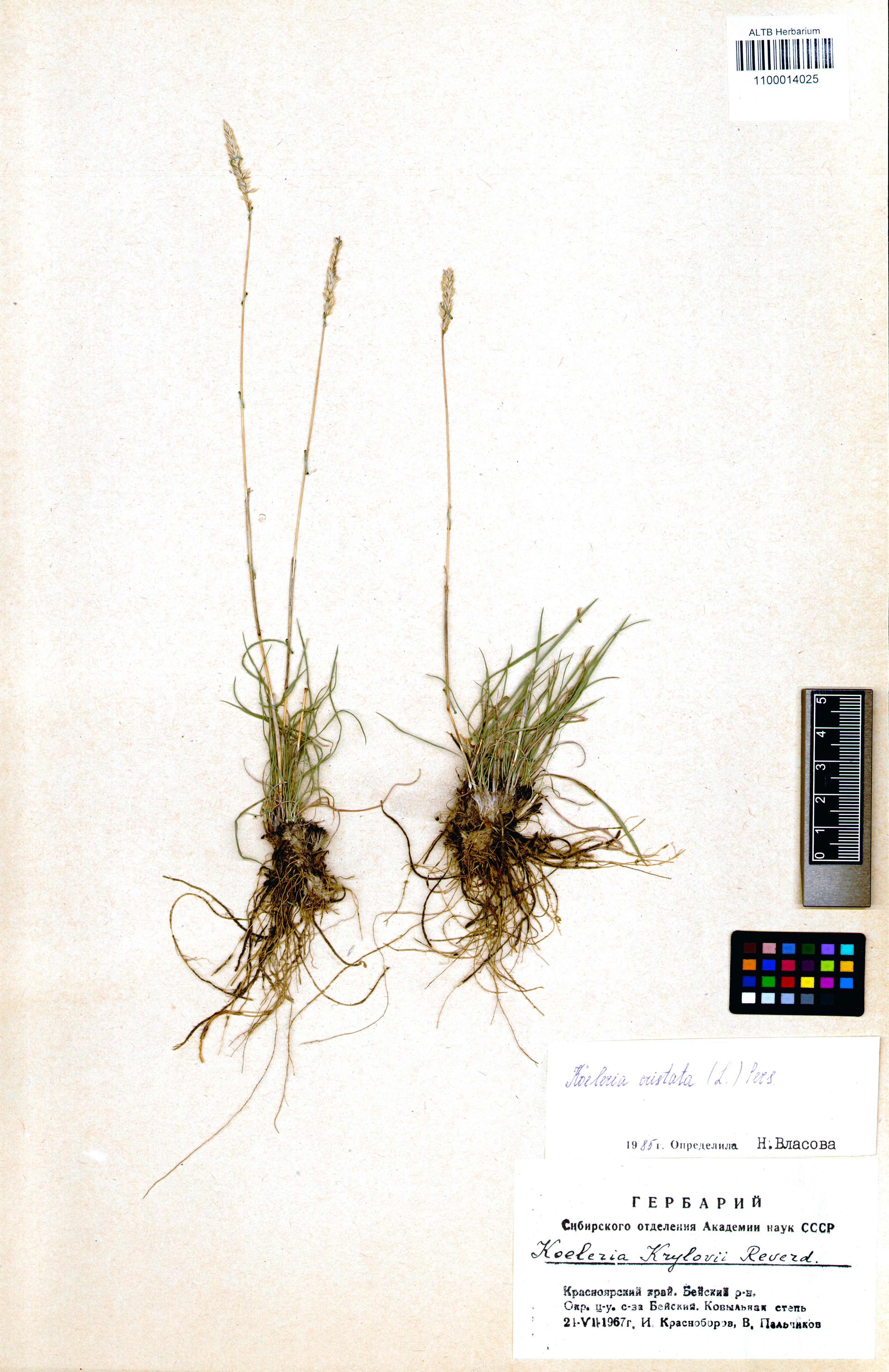 Koeleria cristata (L.) Pers. s. str.
