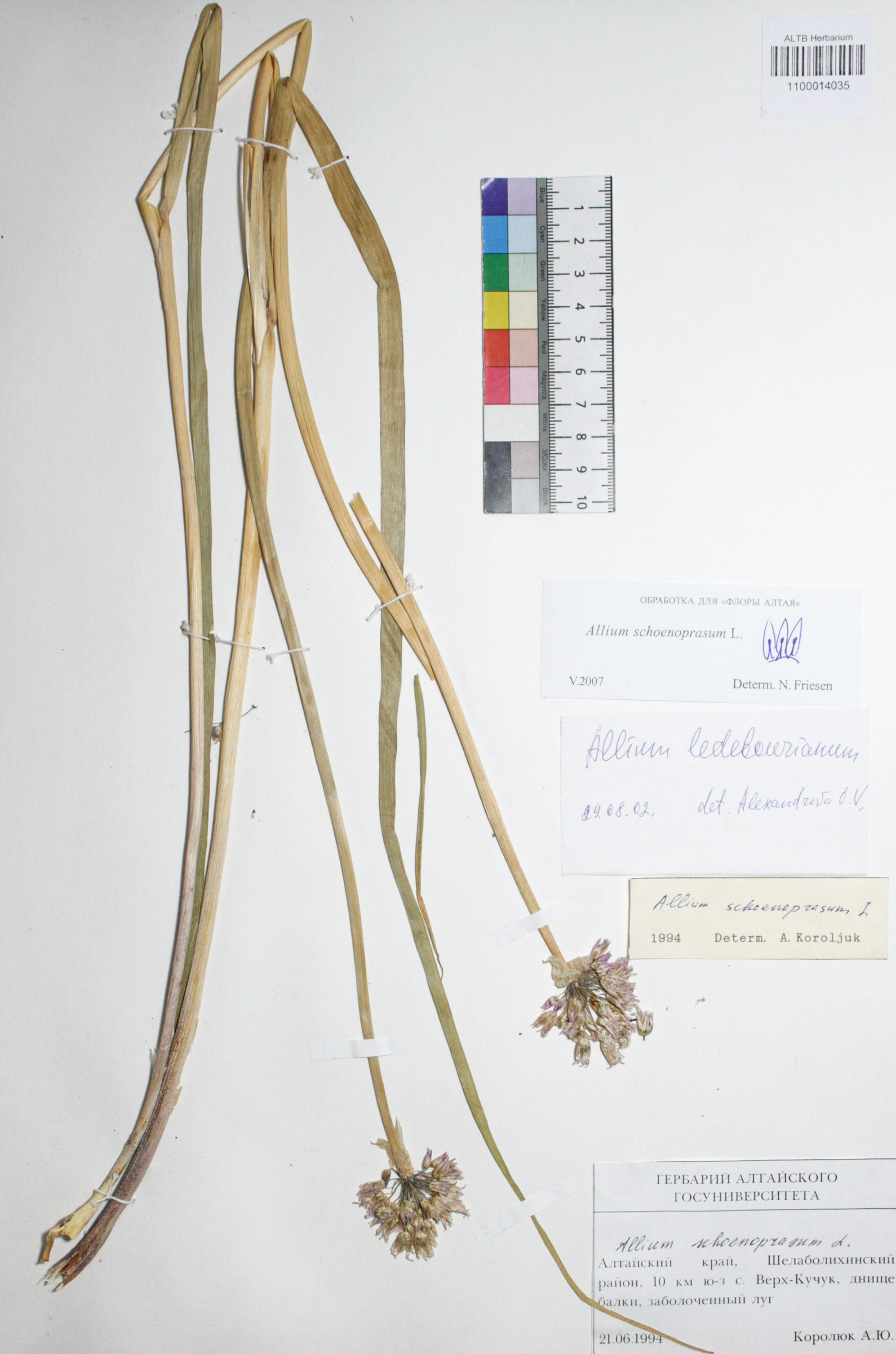Allium schoenoprasum L.