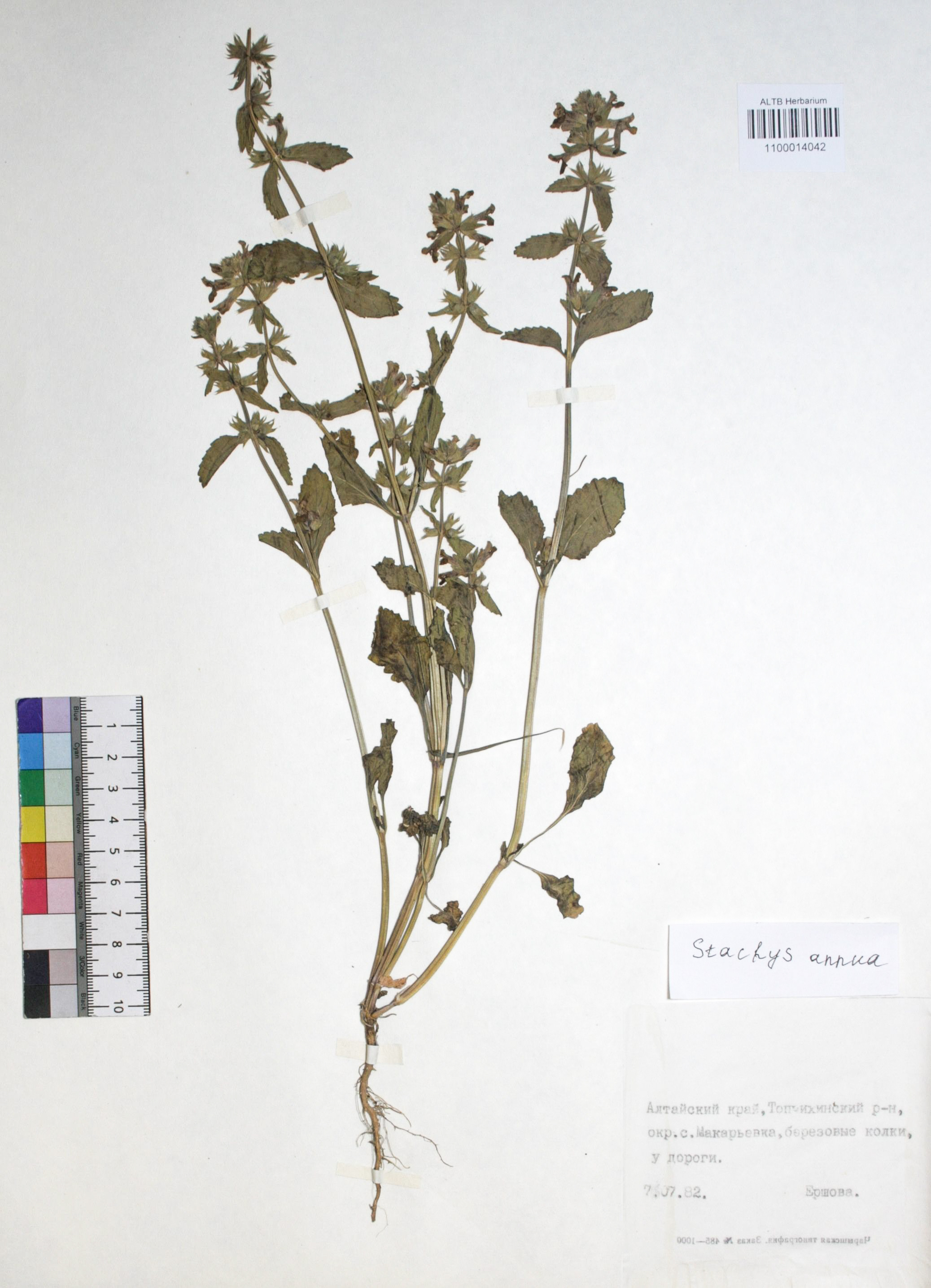 Stachys annua (L.) L. 