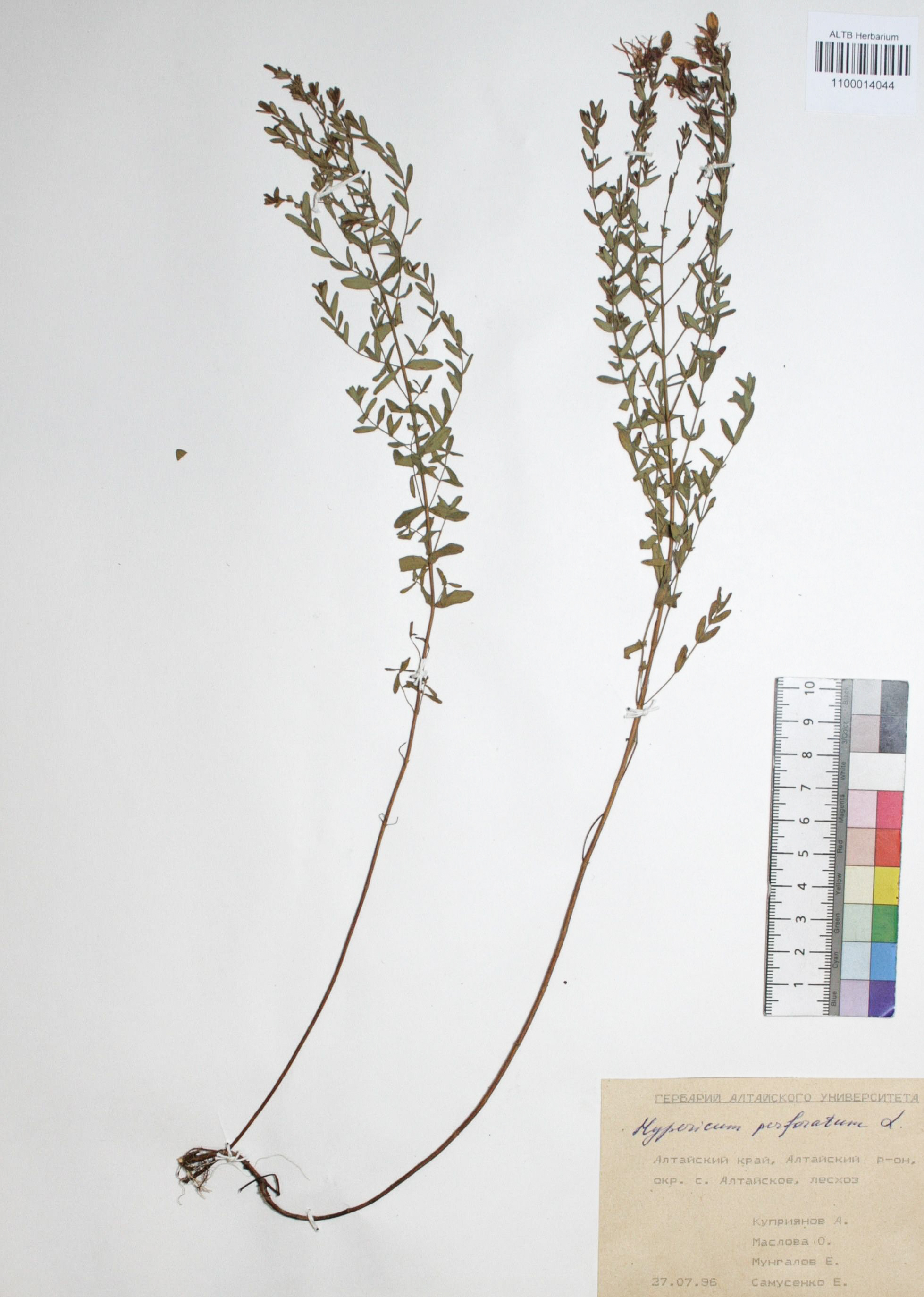 Hypericum perforatum L.