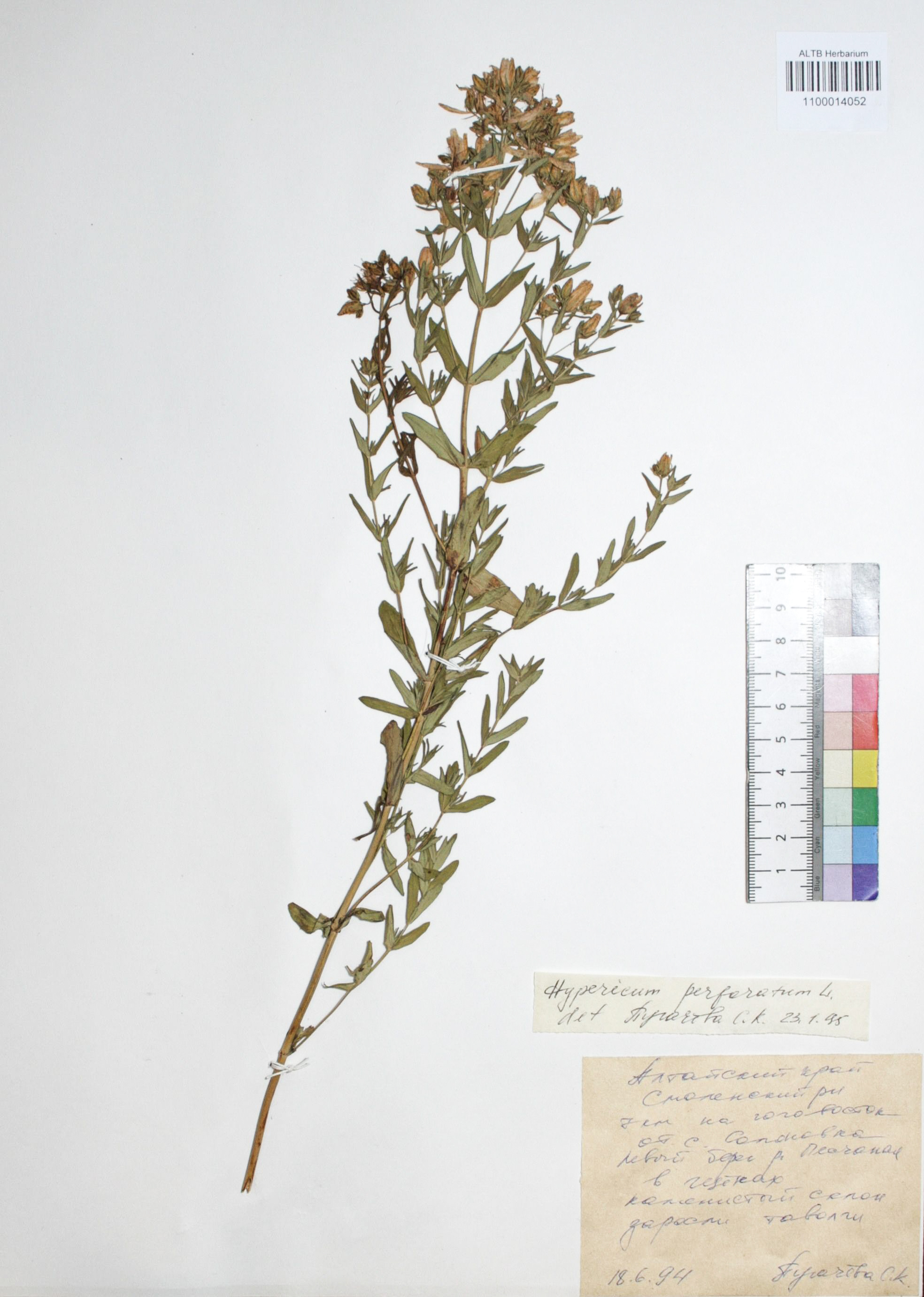 Hypericum perforatum L.