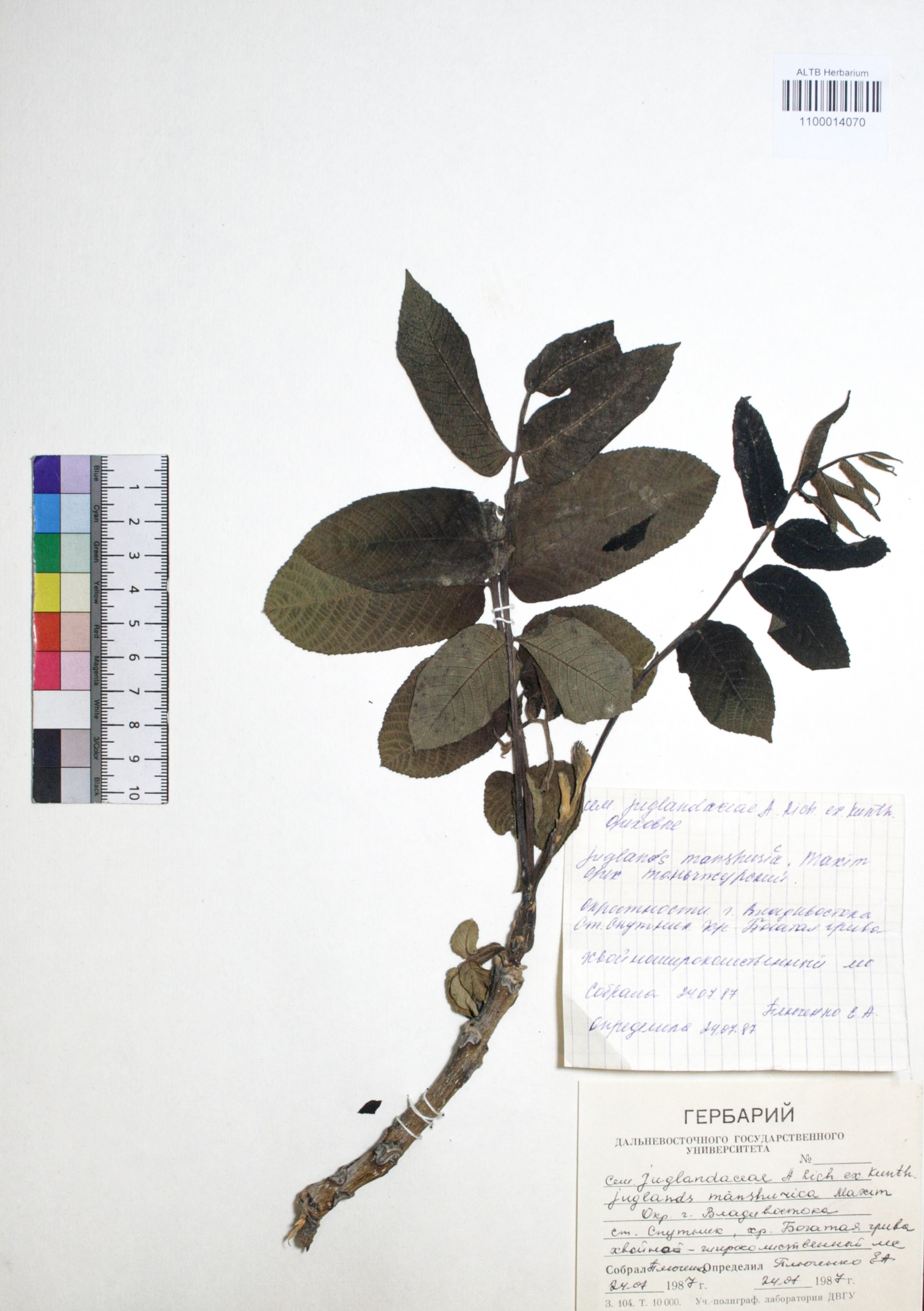 Juglans mandshurica Maxim.