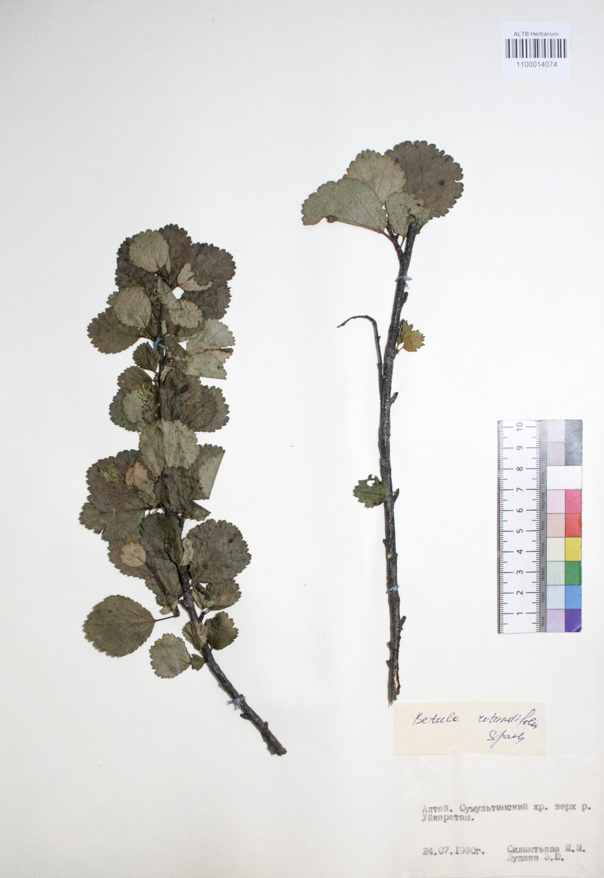 Betula rotundifolia Spach