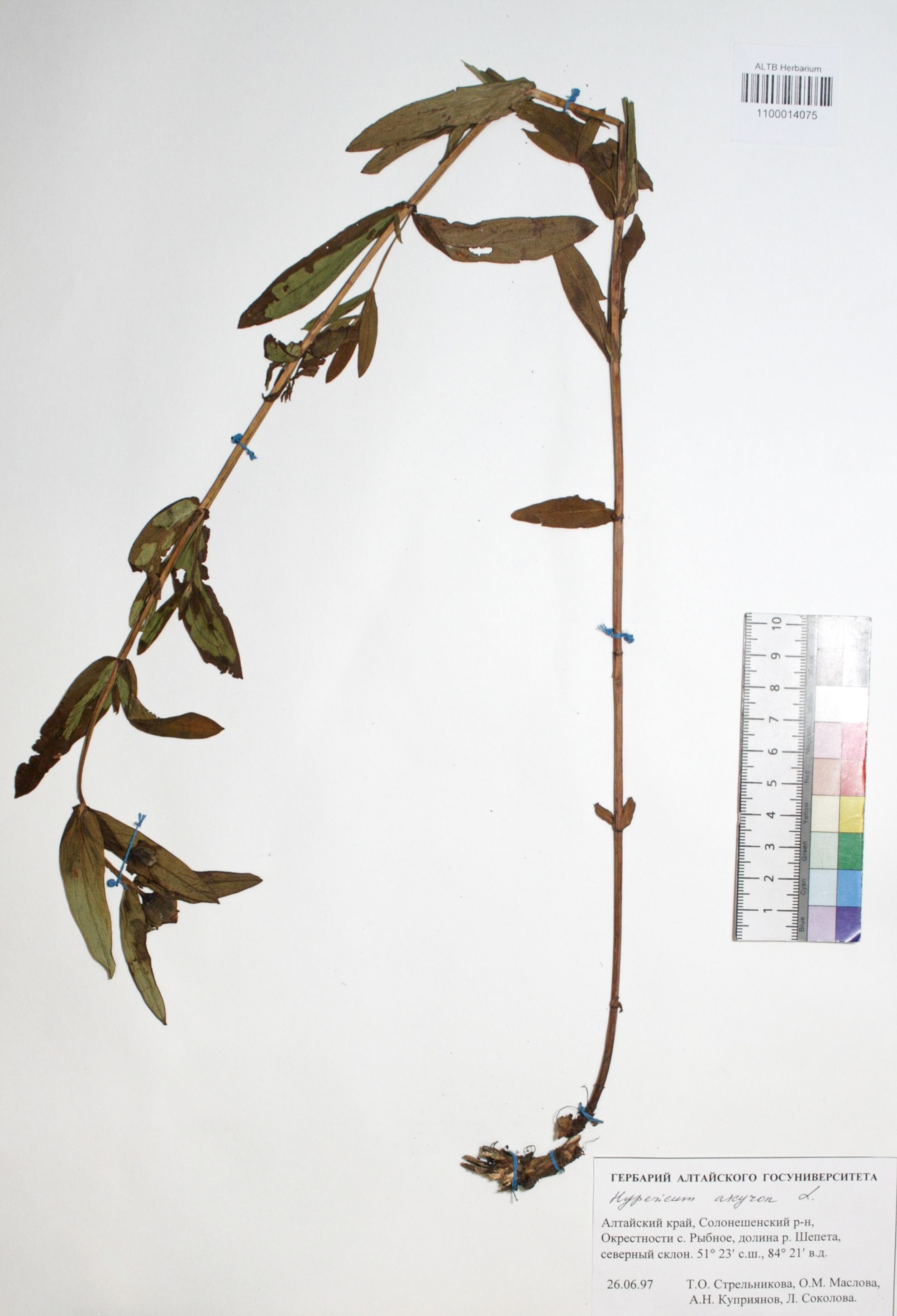 Hypericum ascyron L.