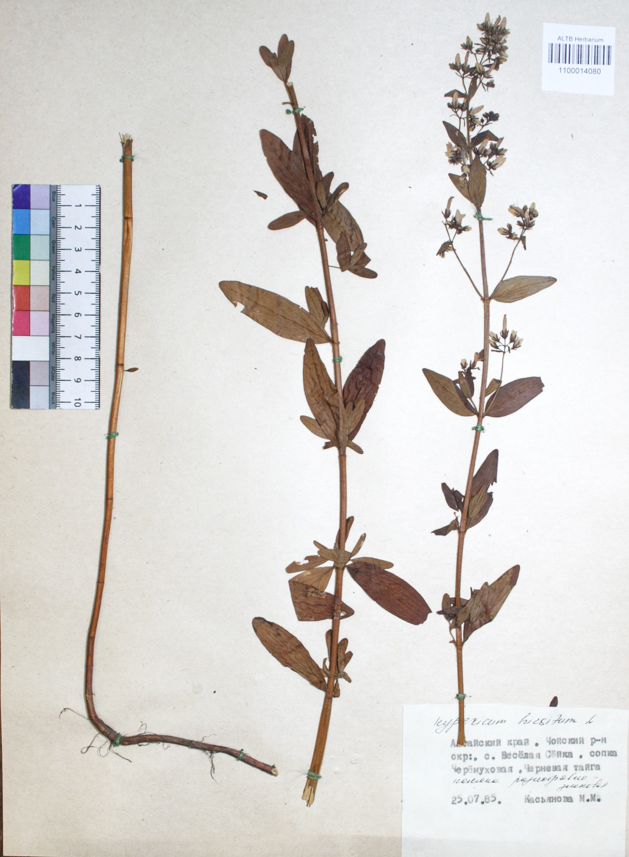 Hypericum hirsutum L.