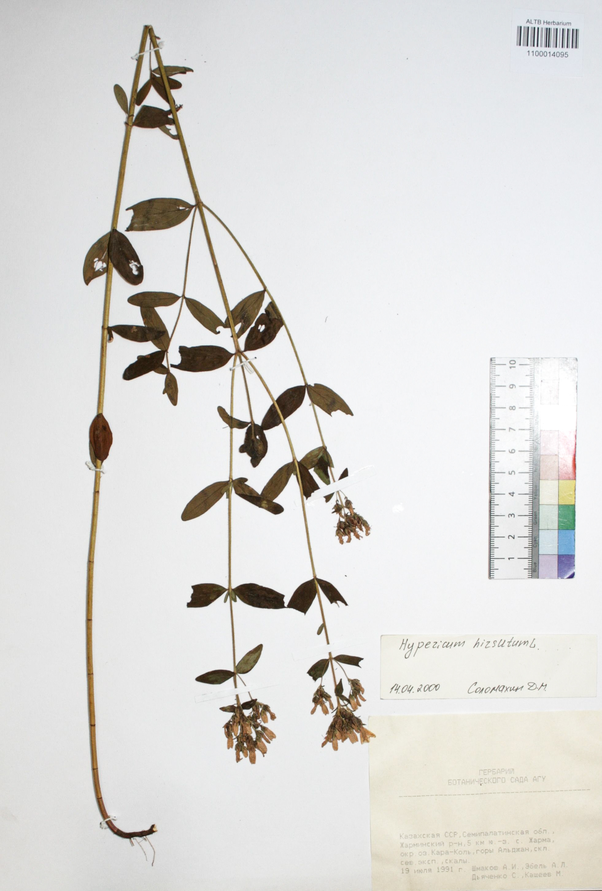 Hypericum hirsutum L.