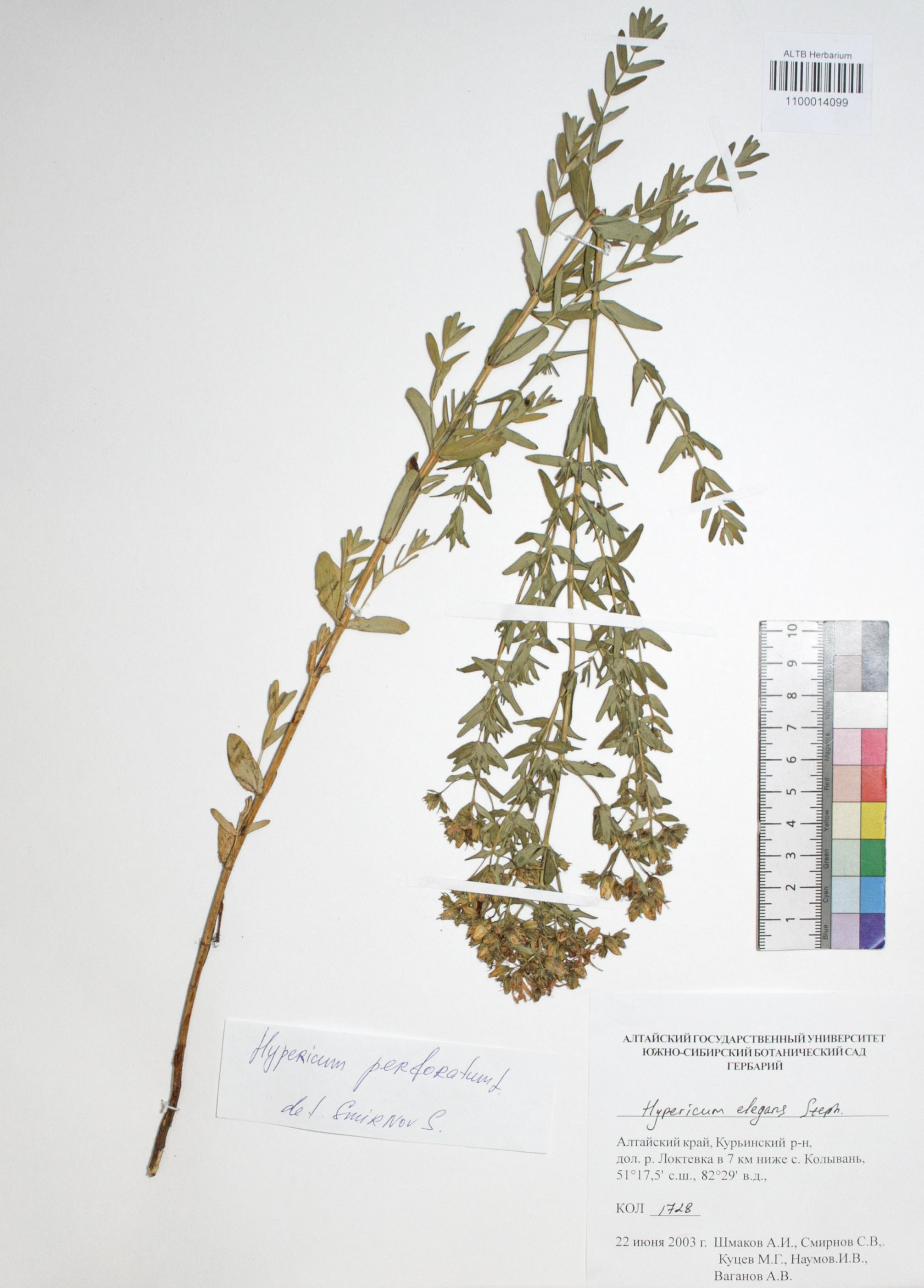 Hypericum perforatum L.