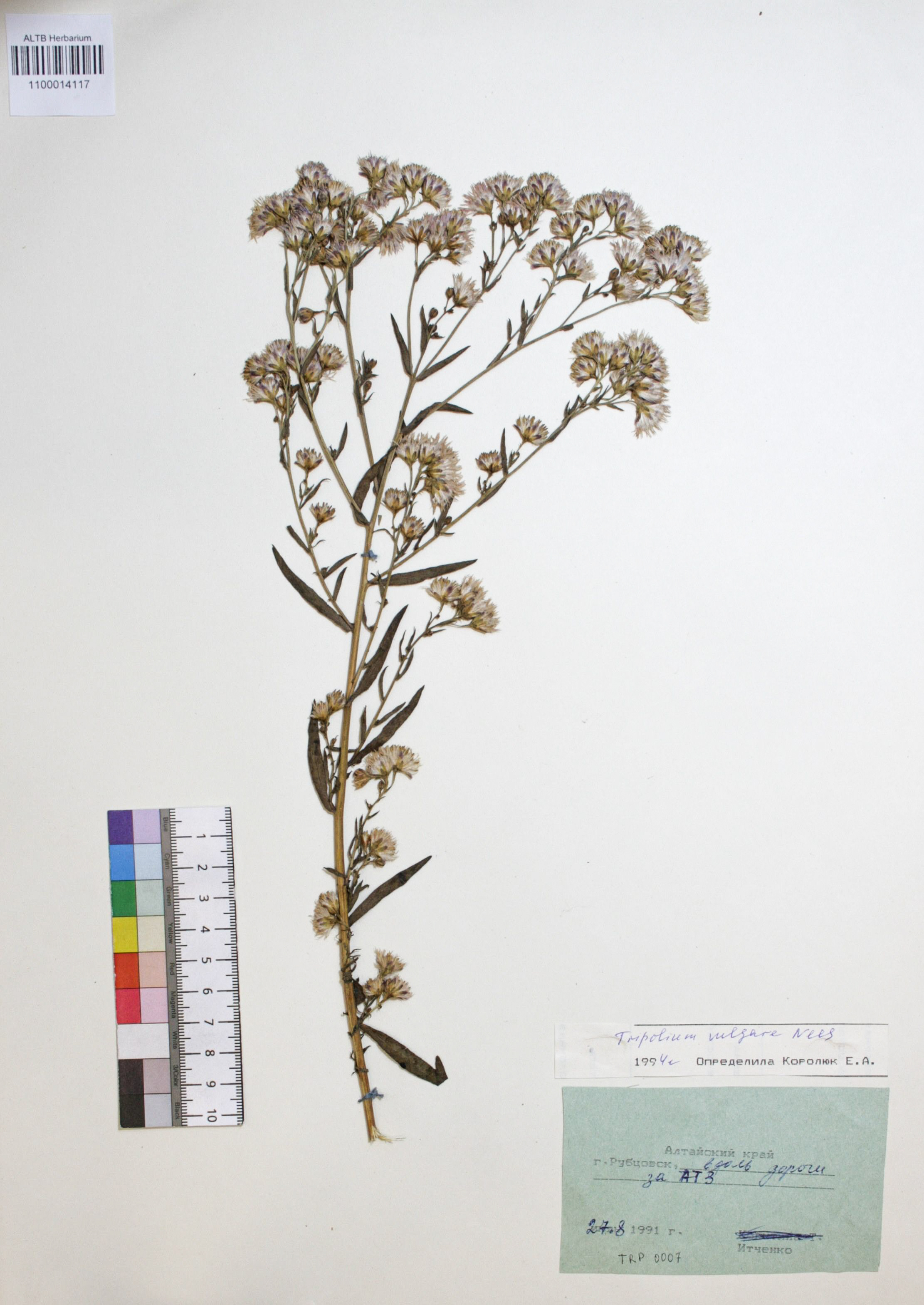 Tripolium vulgare Nees. 