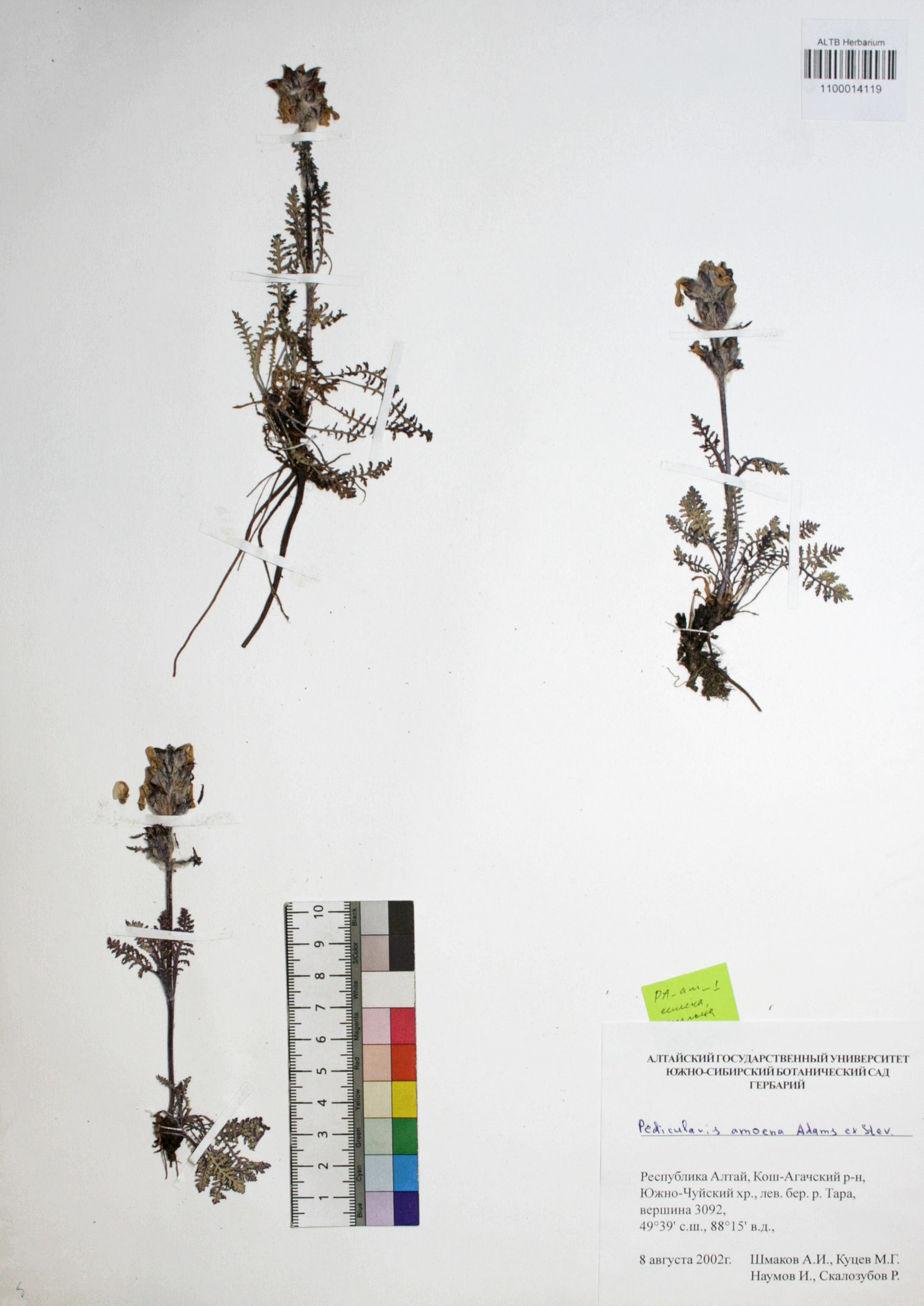 Pedicularis amoena Adams ex Steven