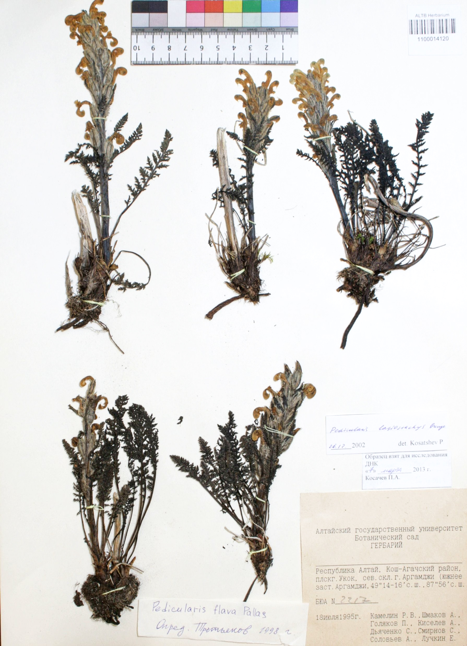 Pedicularis lasiostachys Bunge