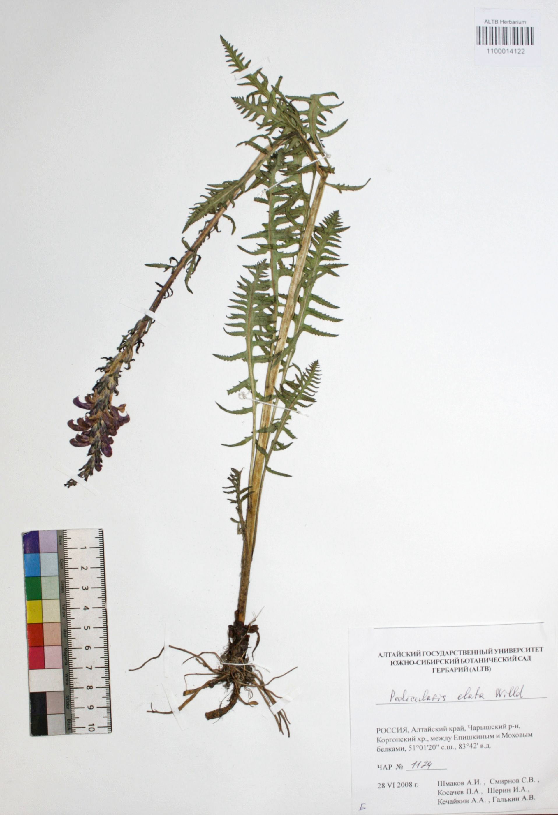 Pedicularis elata Willd