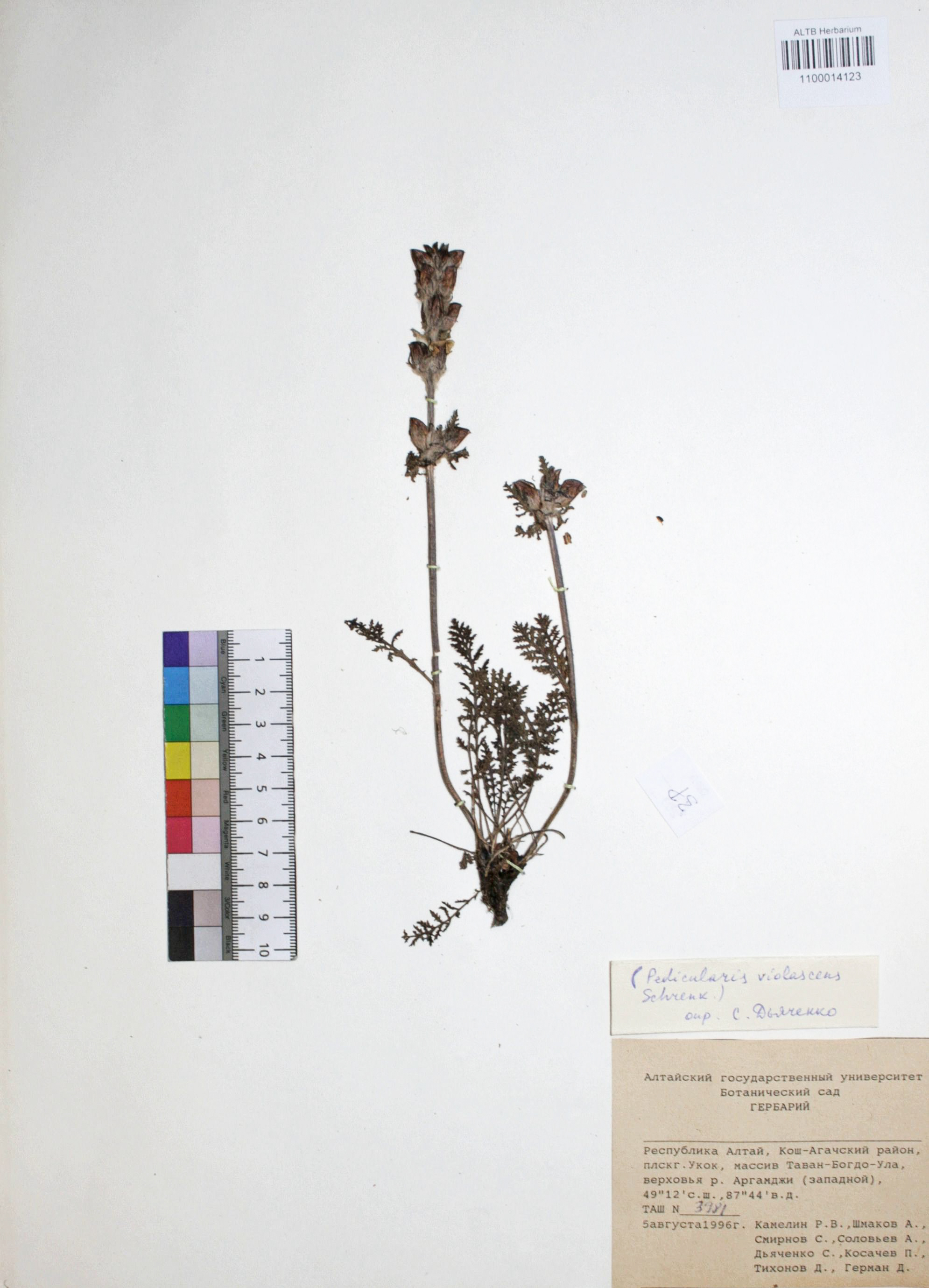 Pedicularis violascens Schrenk 