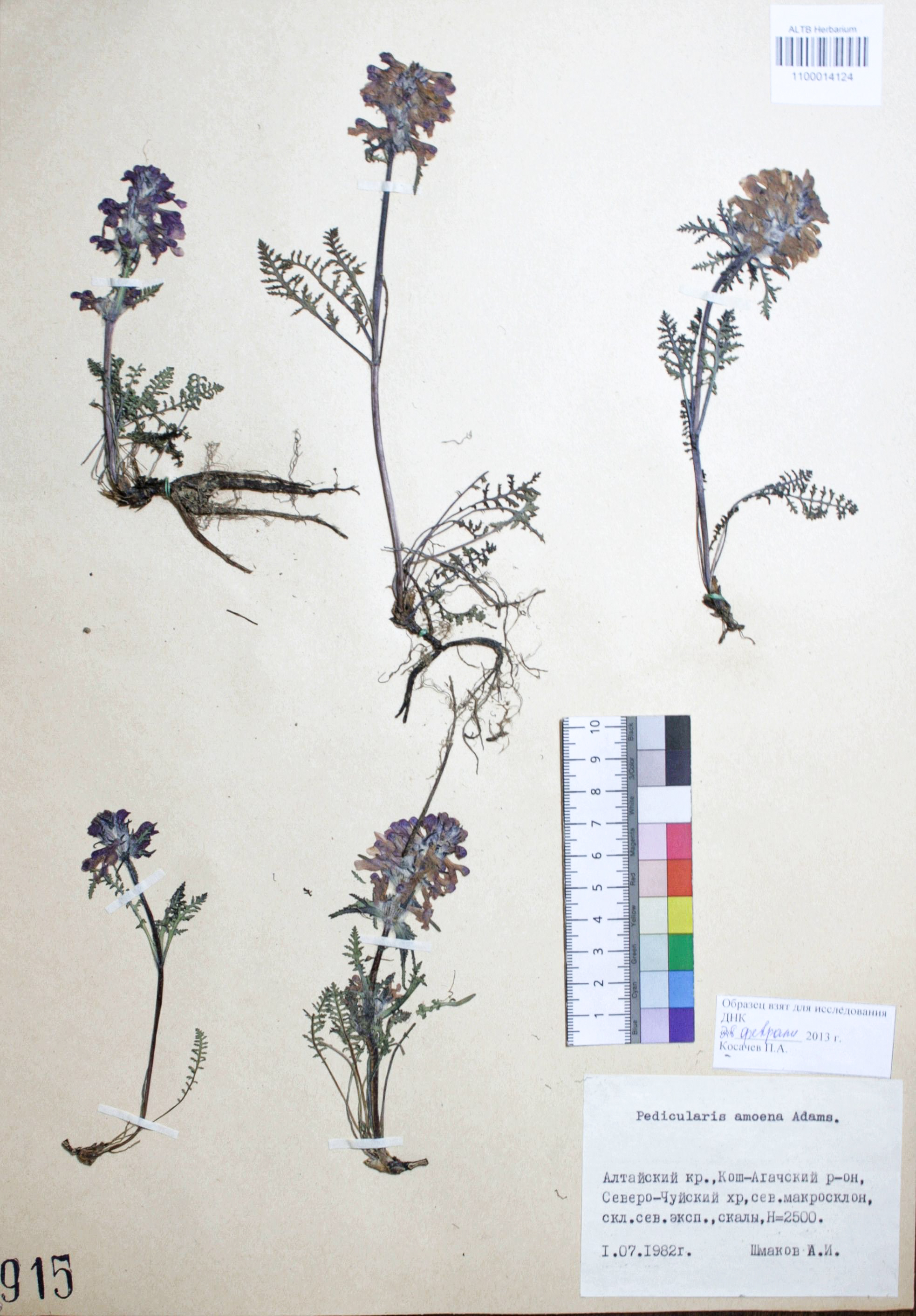 Pedicularis amoena Adams ex Steven