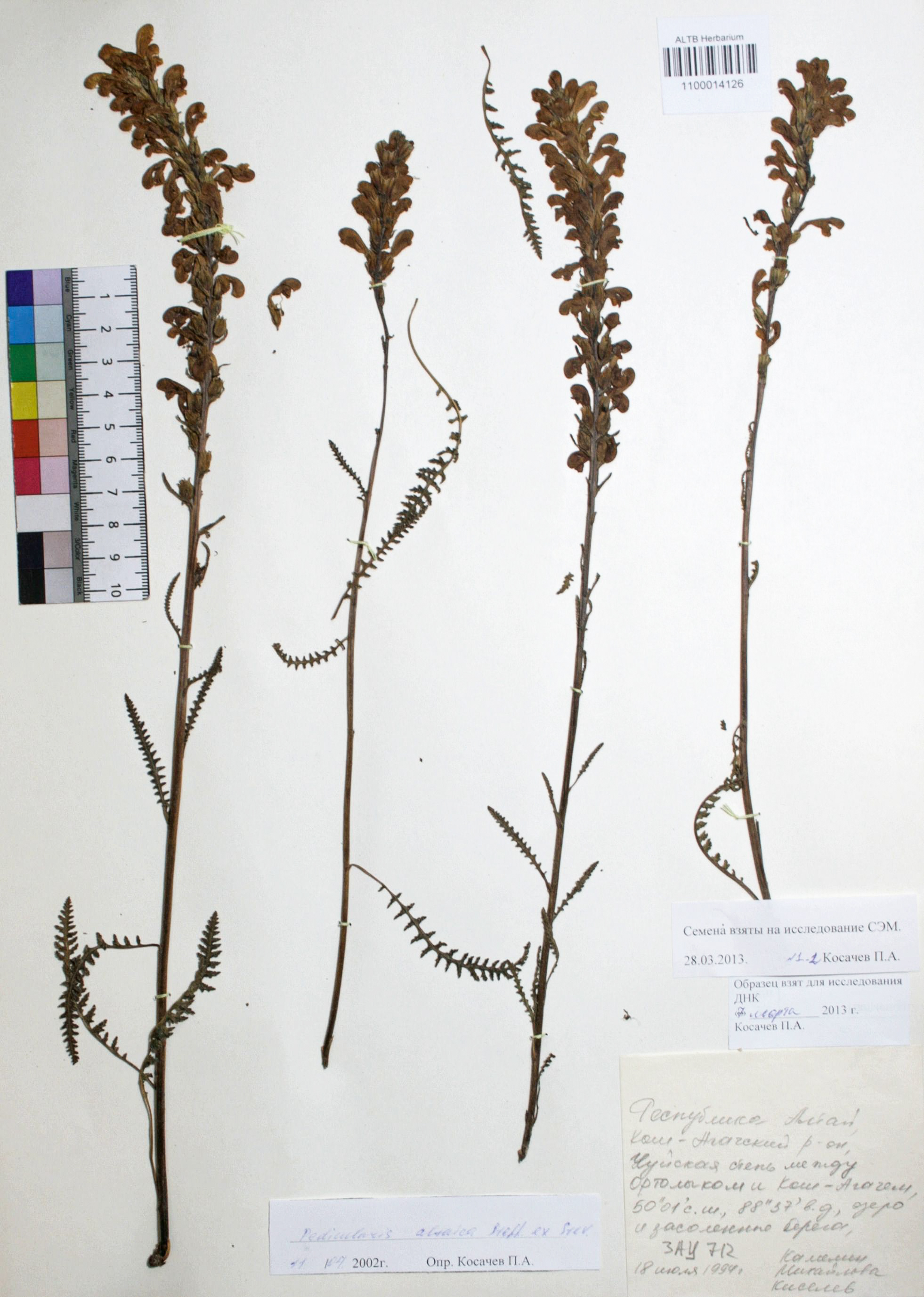 Pedicularis altaica Steph. ex Steven