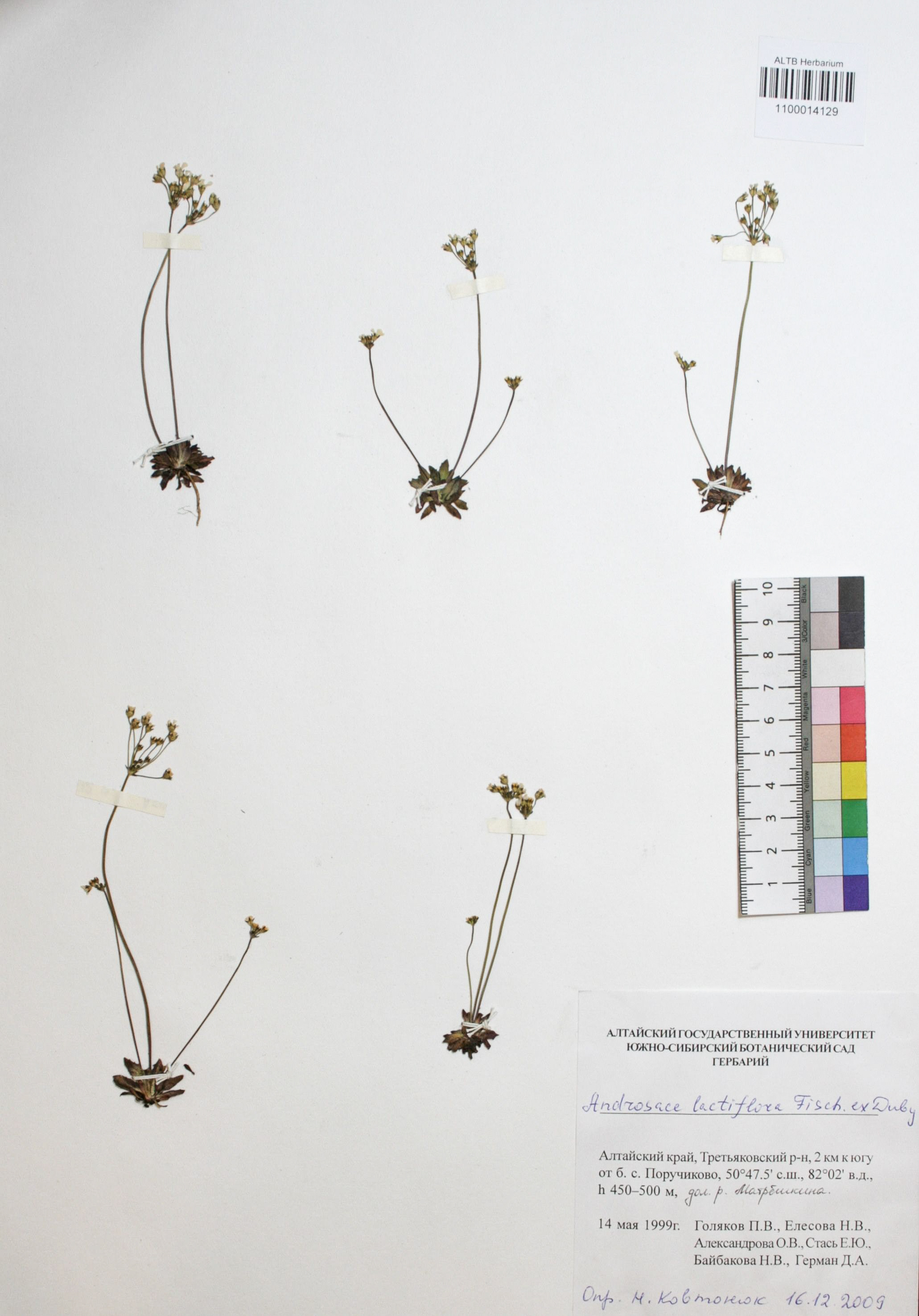 Androsace lactiflora Fisch. ex Willd.