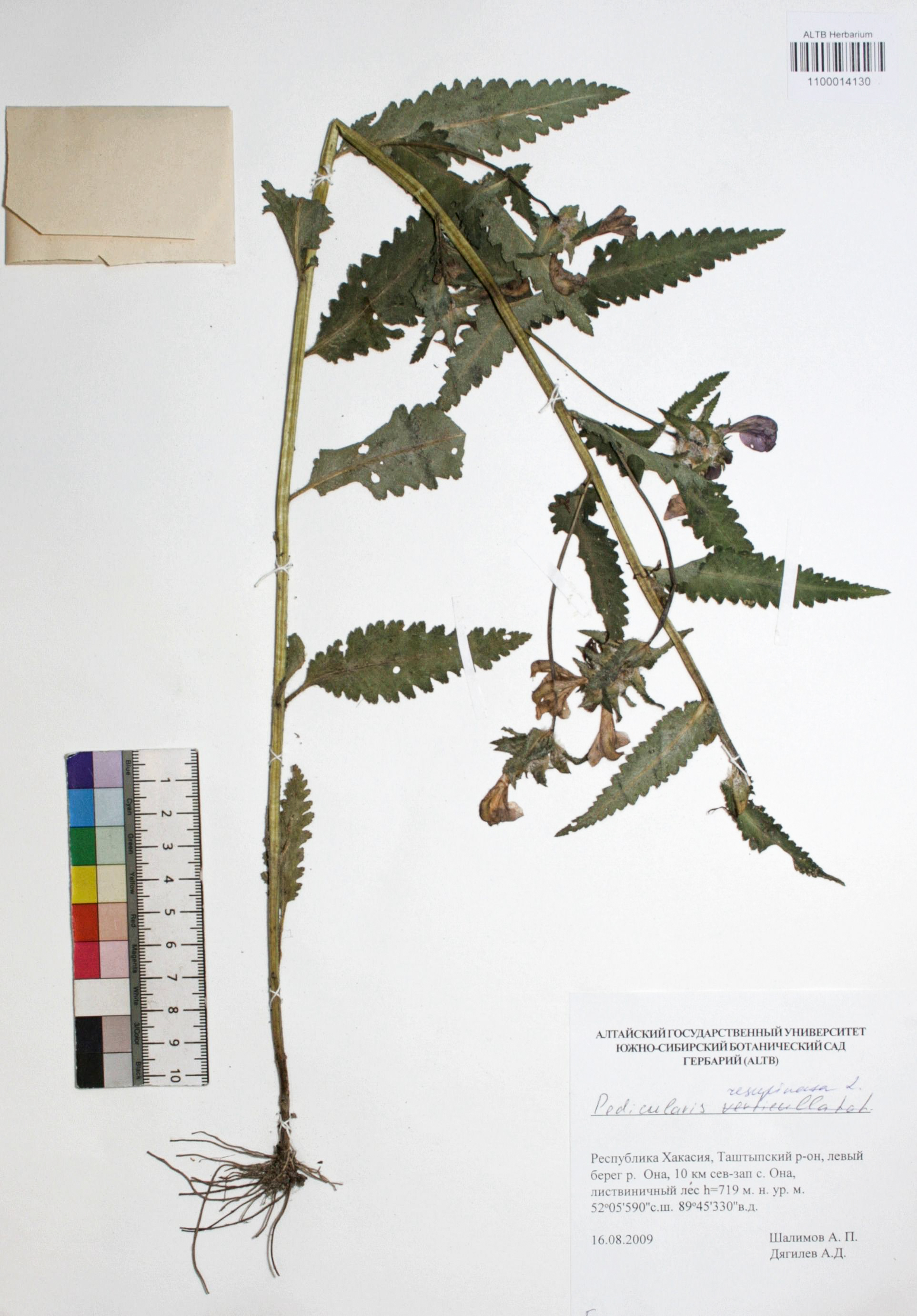 Pedicularis resupinata L.