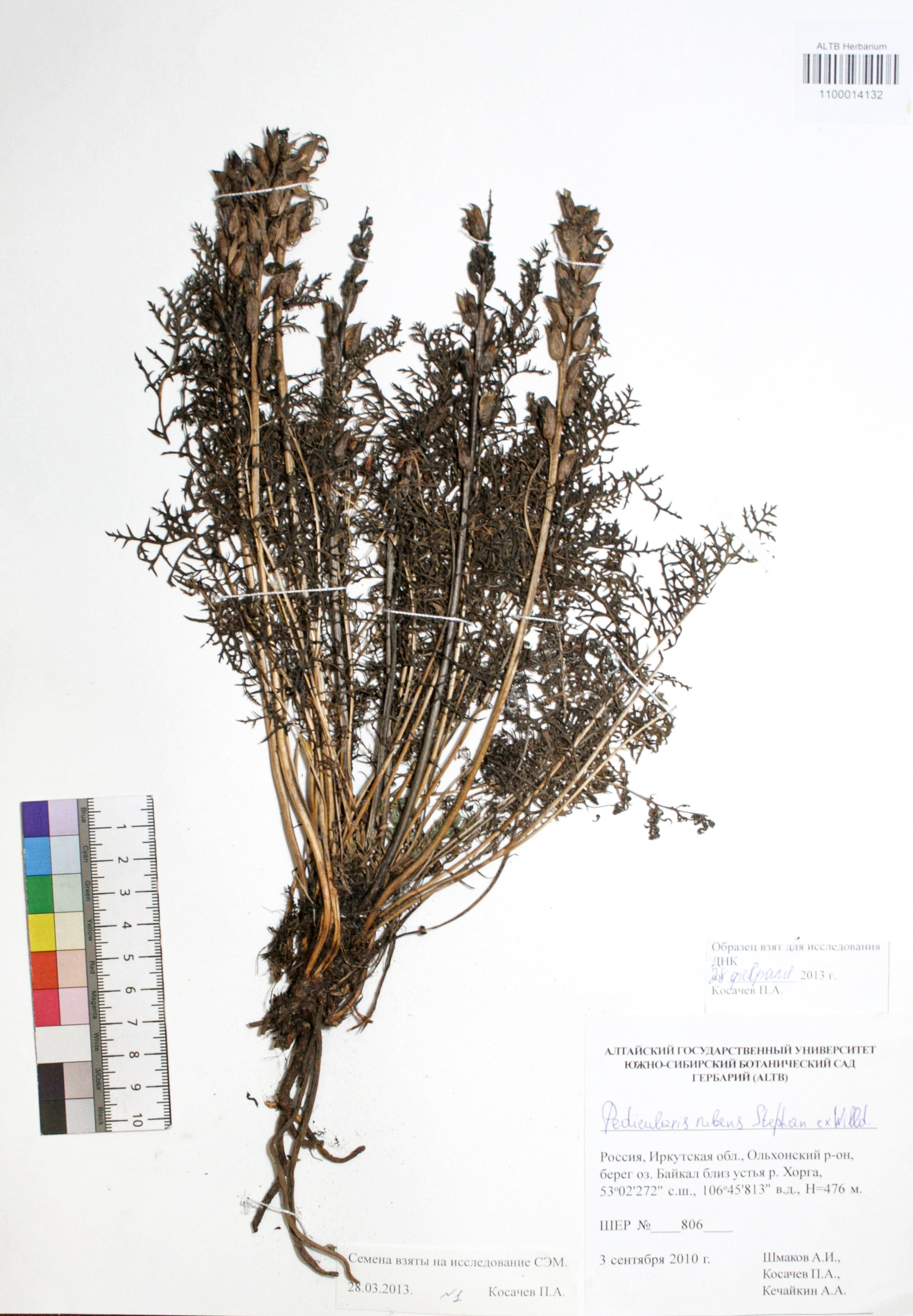 Pedicularis rubens Stephan ex Willd.