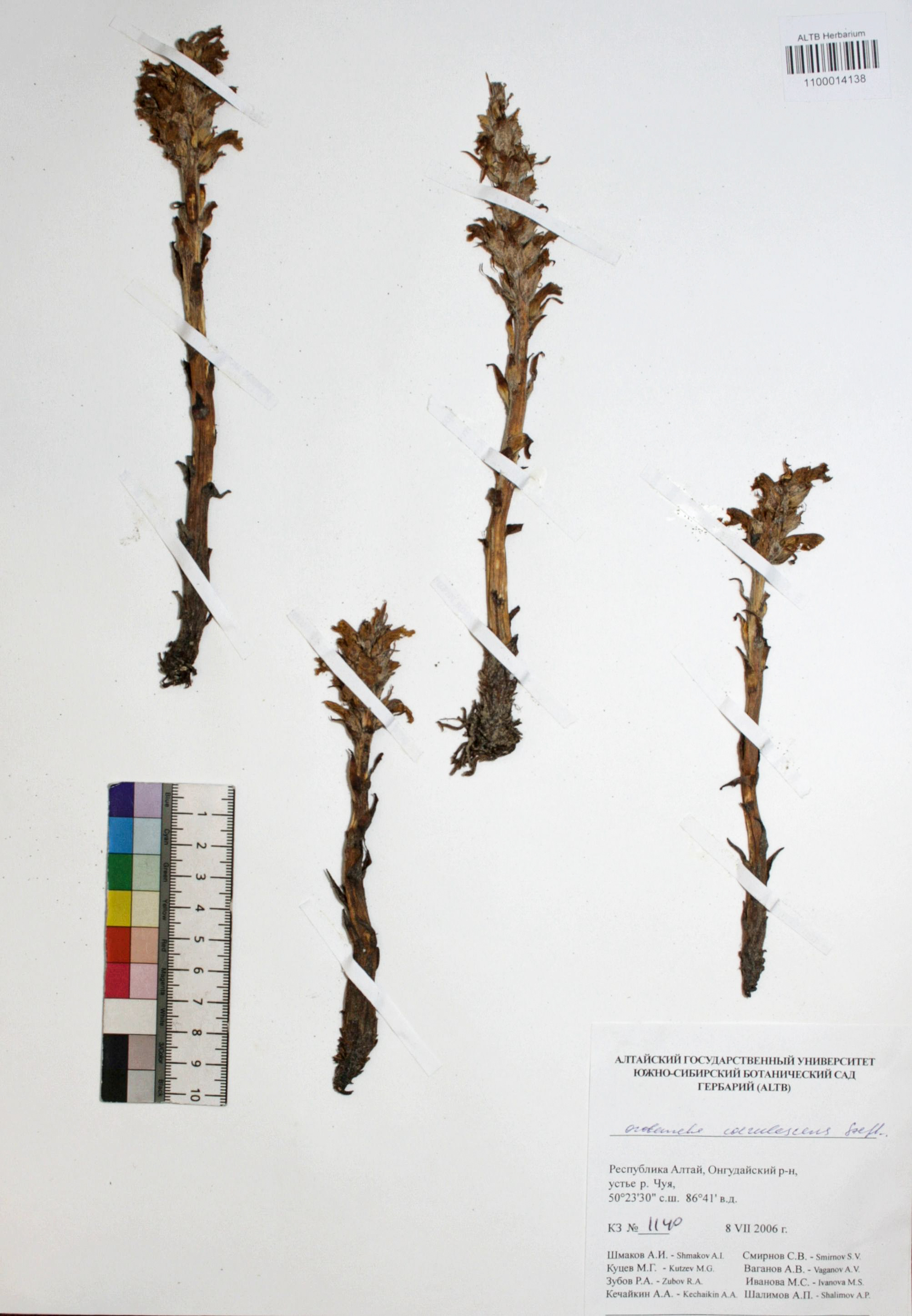 Orobanche coerulescens Stephan ex Willd.