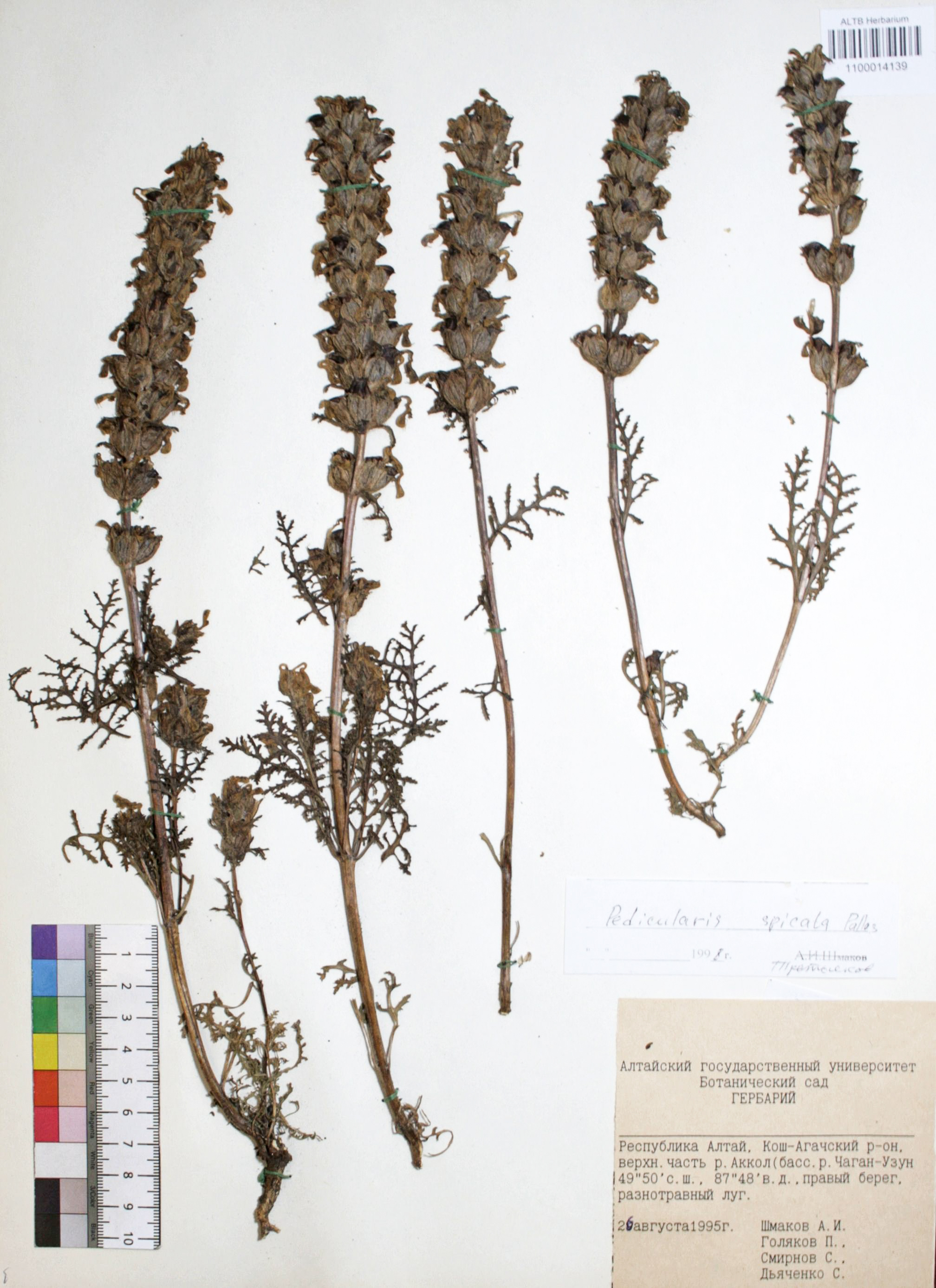 Pedicularis spicata Pall. 