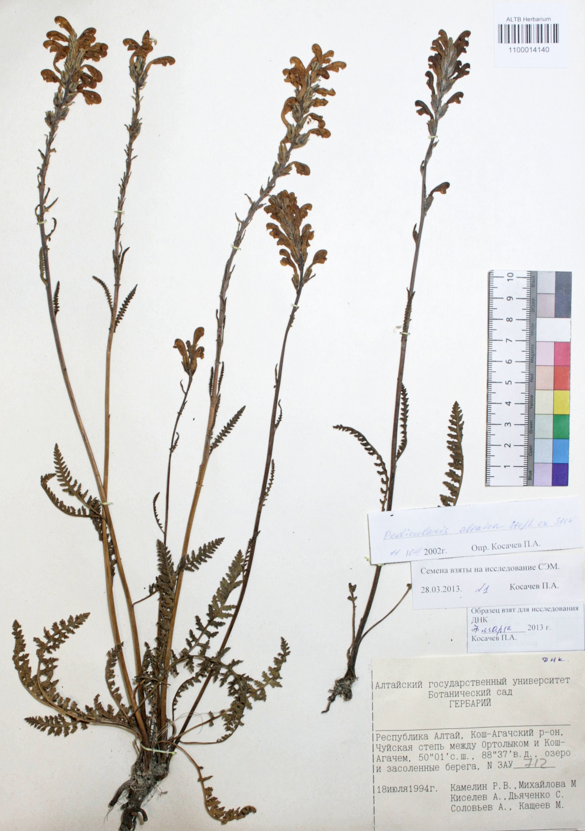 Pedicularis altaica Steph. ex Steven