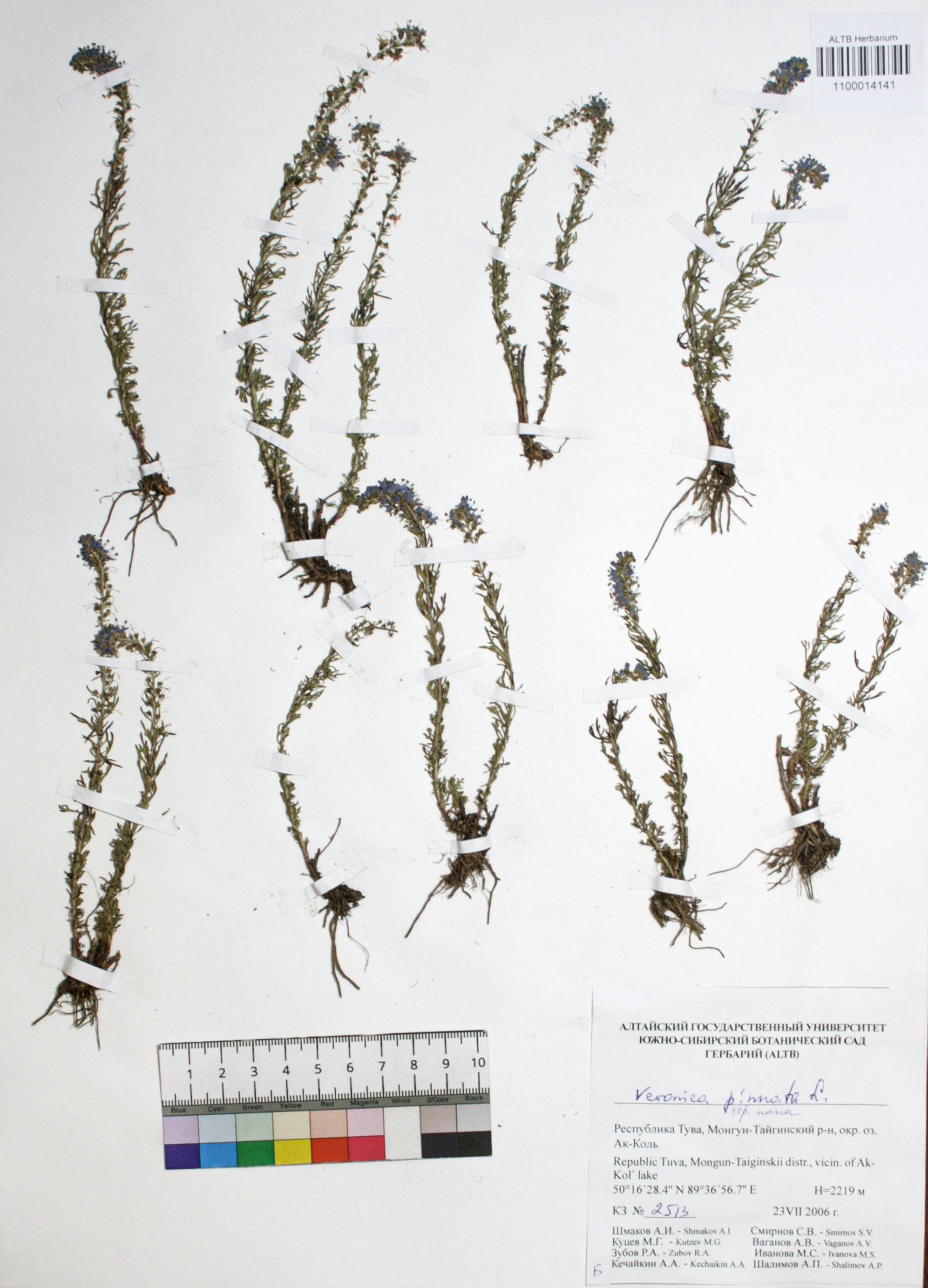 Veronica pinnata ssp. nana Polozhij