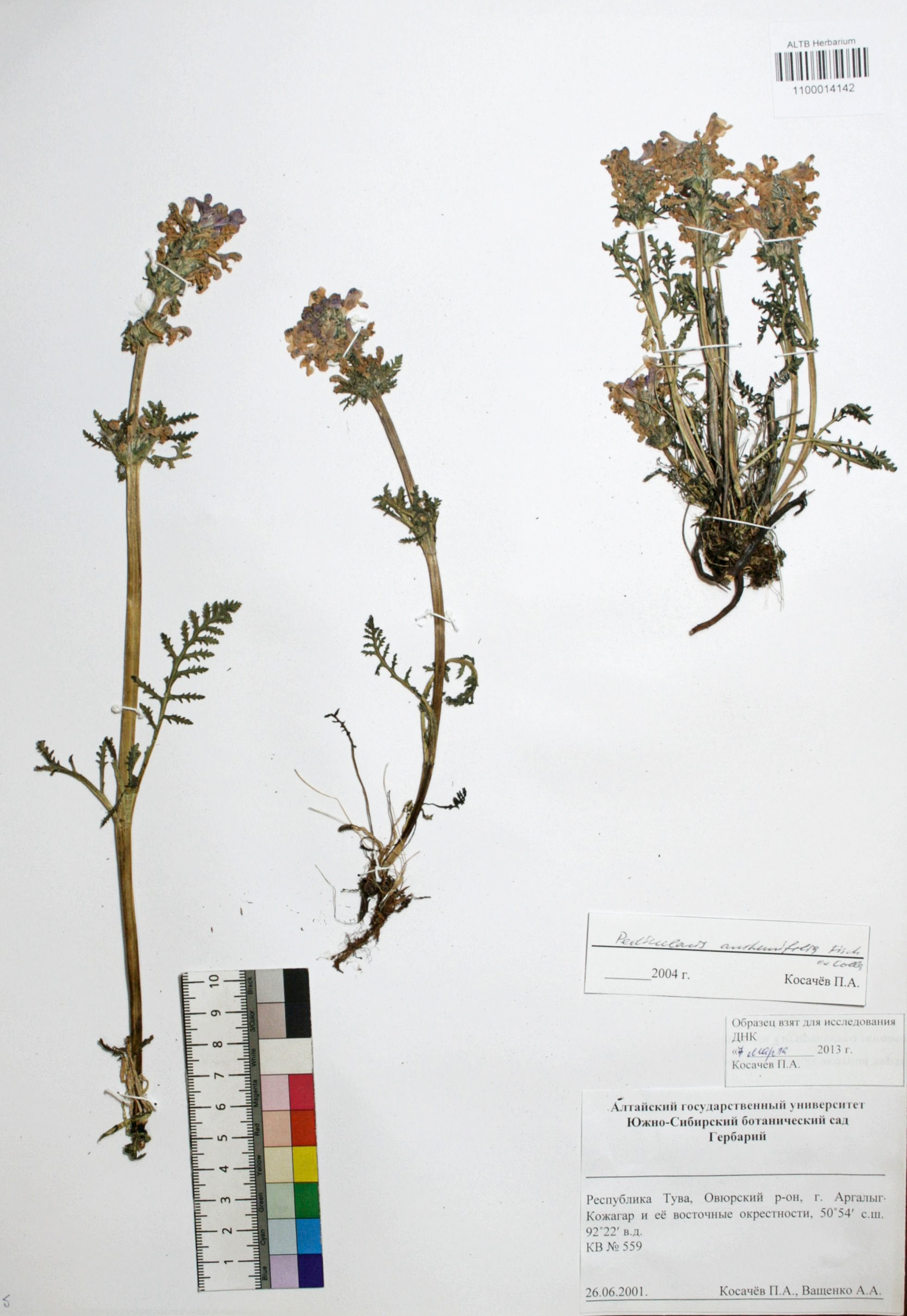 Pedicularis anthemifolia Fisch. ex Colla