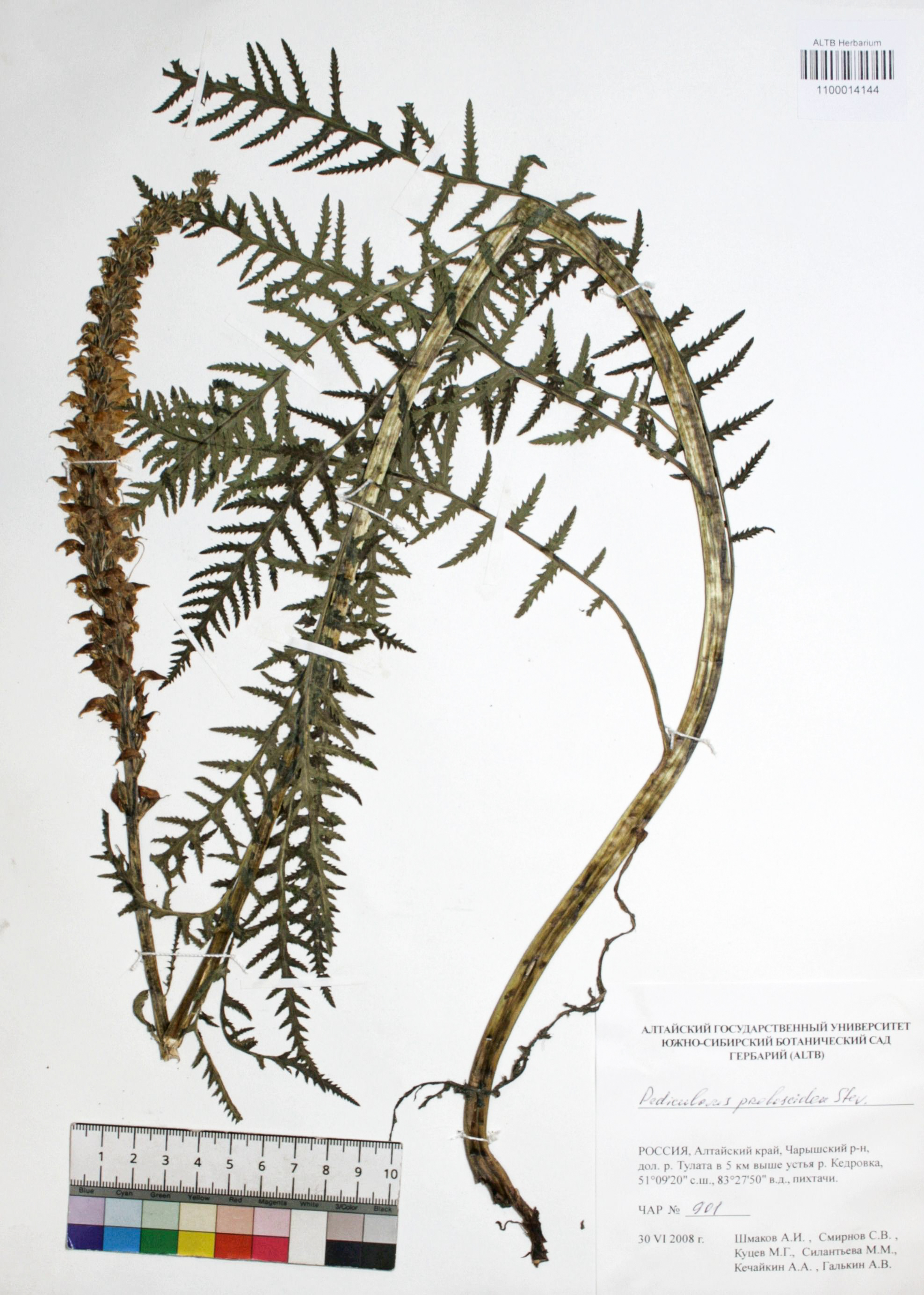 Pedicularis proboscidea Steven