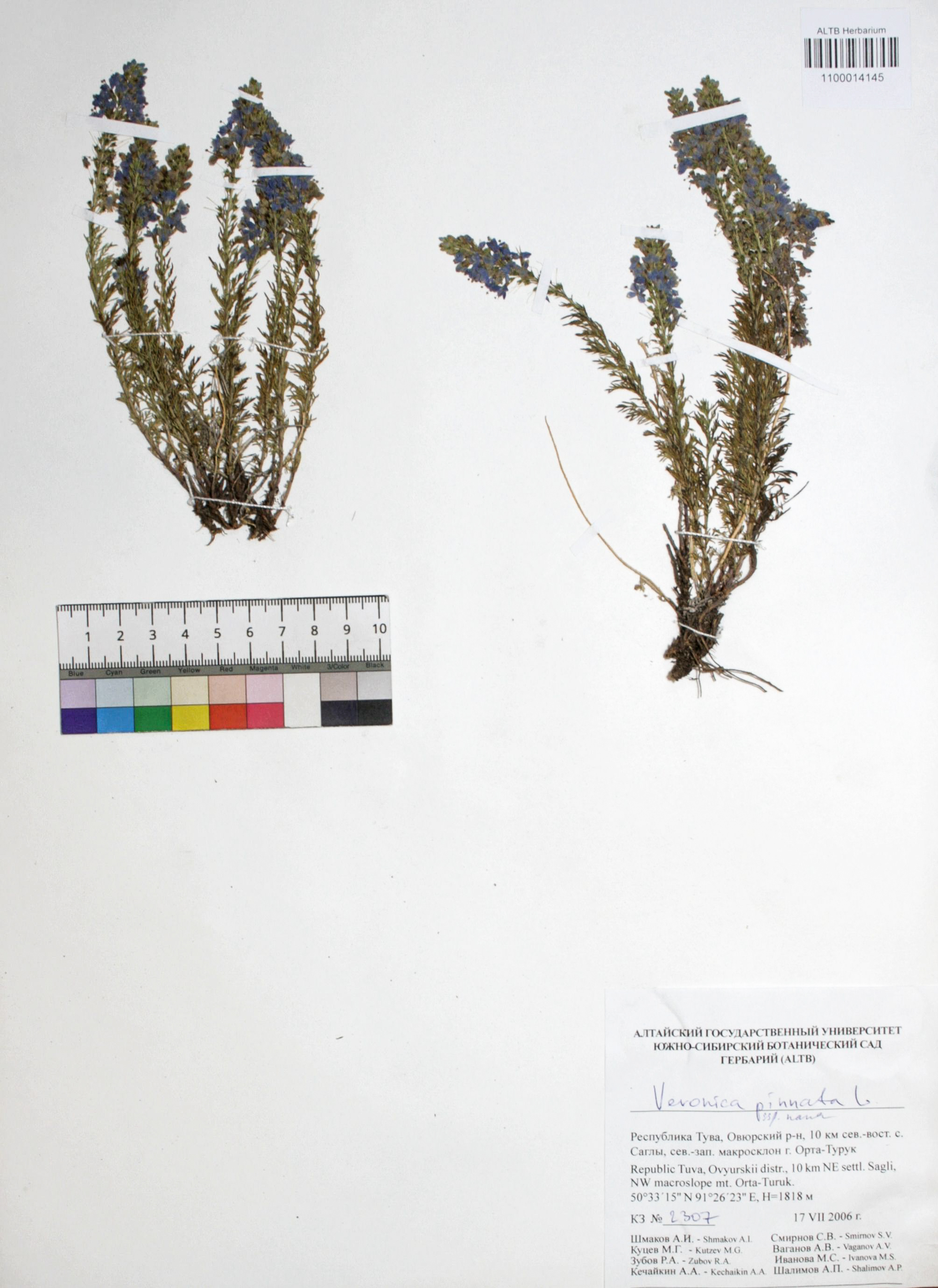 Veronica pinnata ssp. nana Polozhij