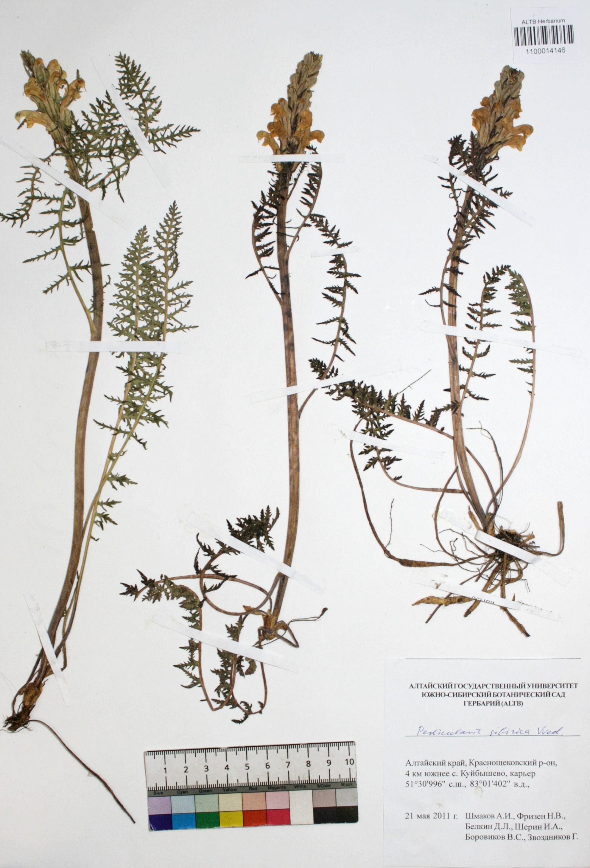 Pedicularis sibirica Vved.