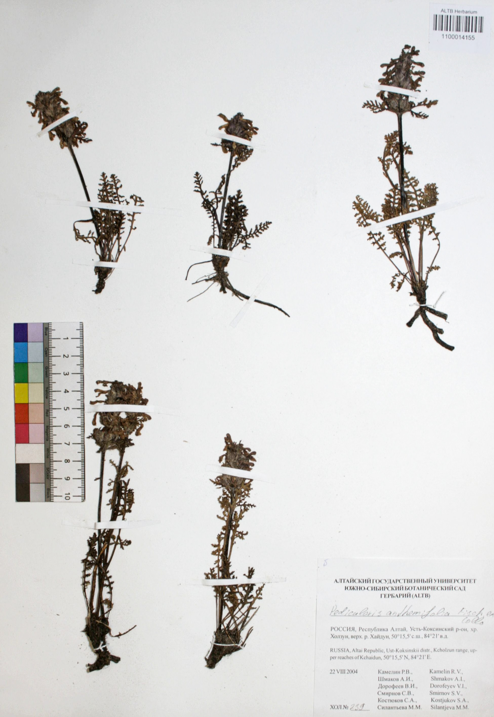 Pedicularis anthemifolia Fisch. ex Colla