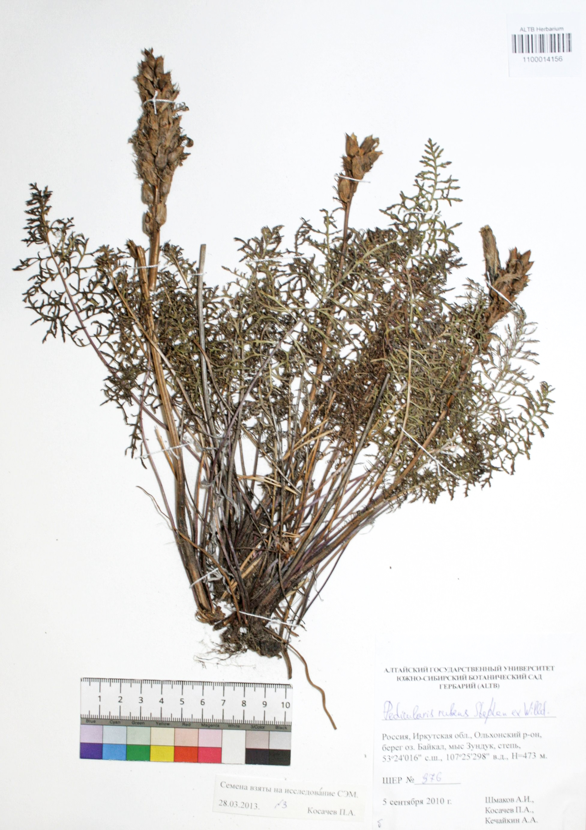 Pedicularis rubens Stephan ex Willd.