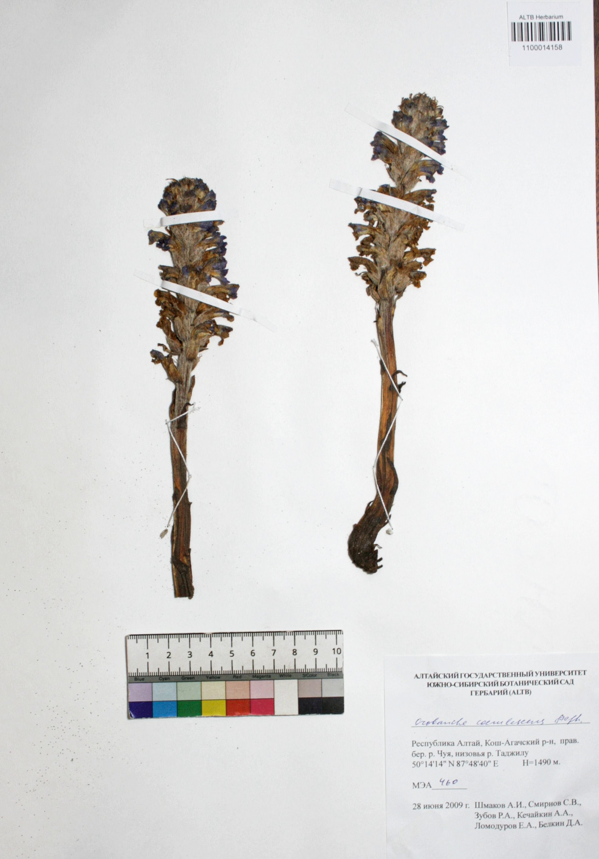 Orobanche coerulescens Stephan ex Willd.