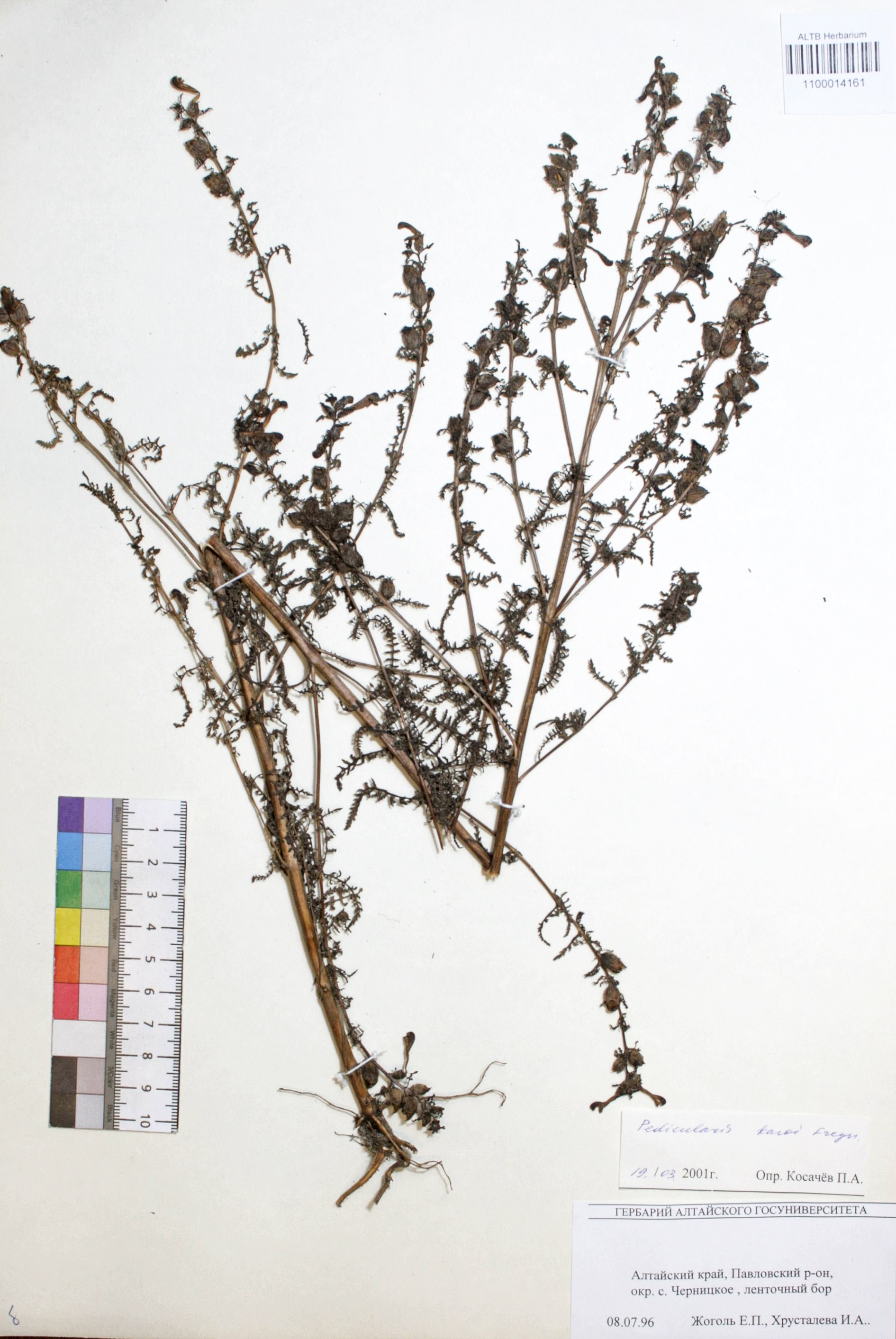 Pedicularis karoi Freyn