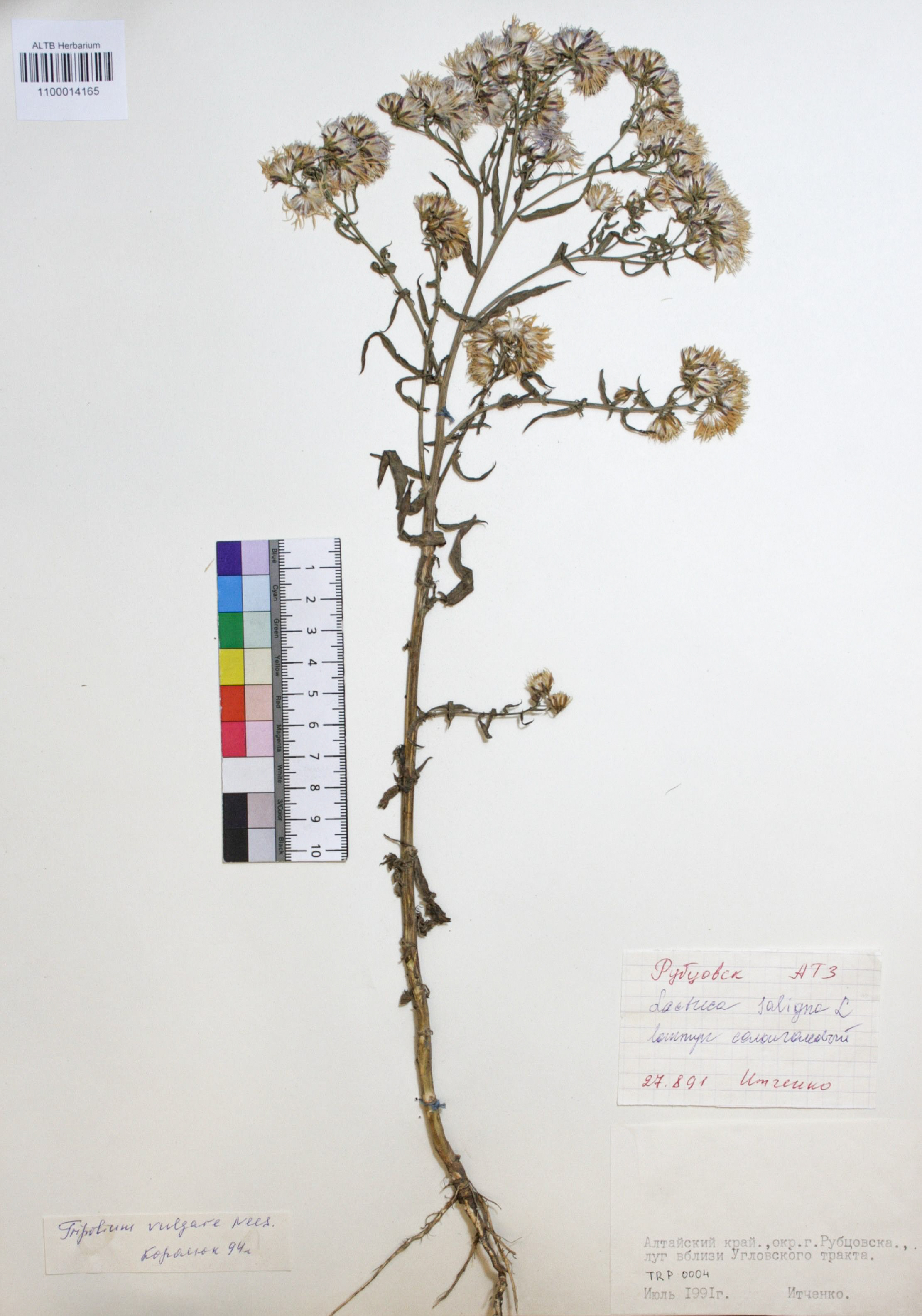 Tripolium vulgare Nees. 