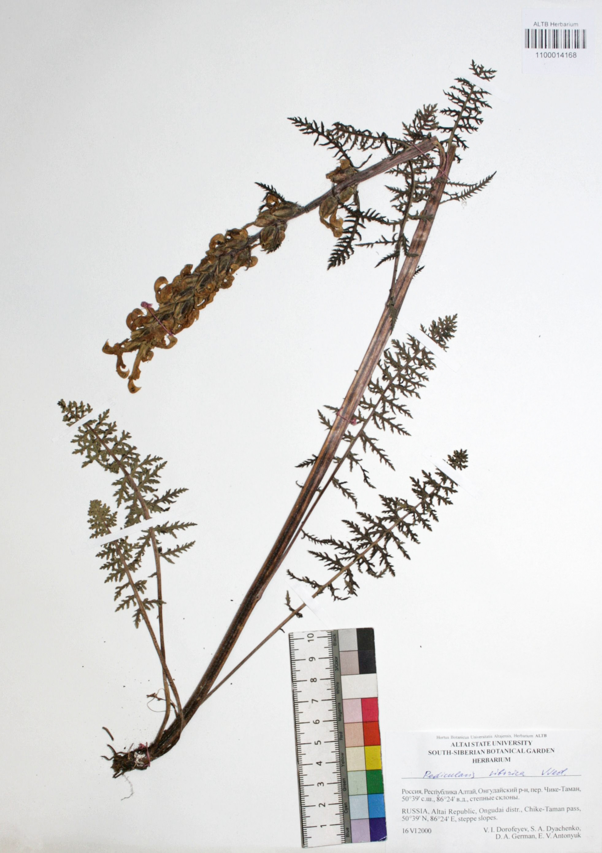 Pedicularis sibirica Vved.