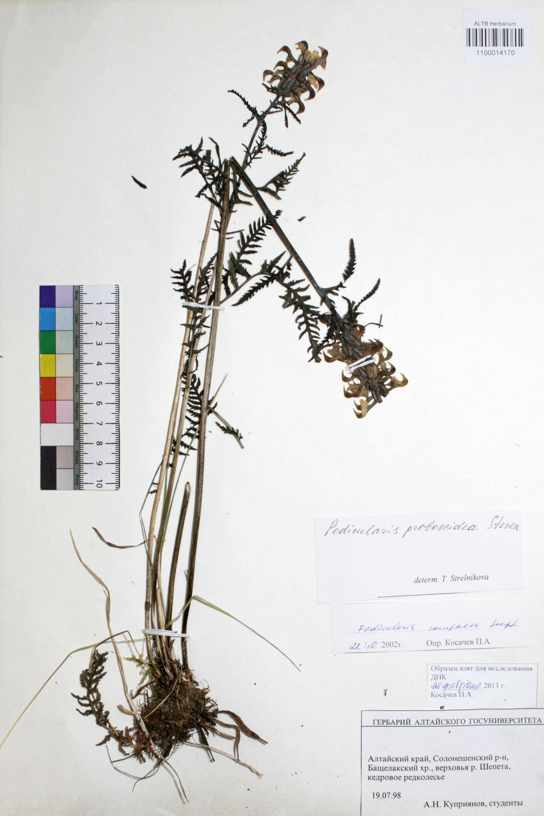 Pedicularis compacta Stephan