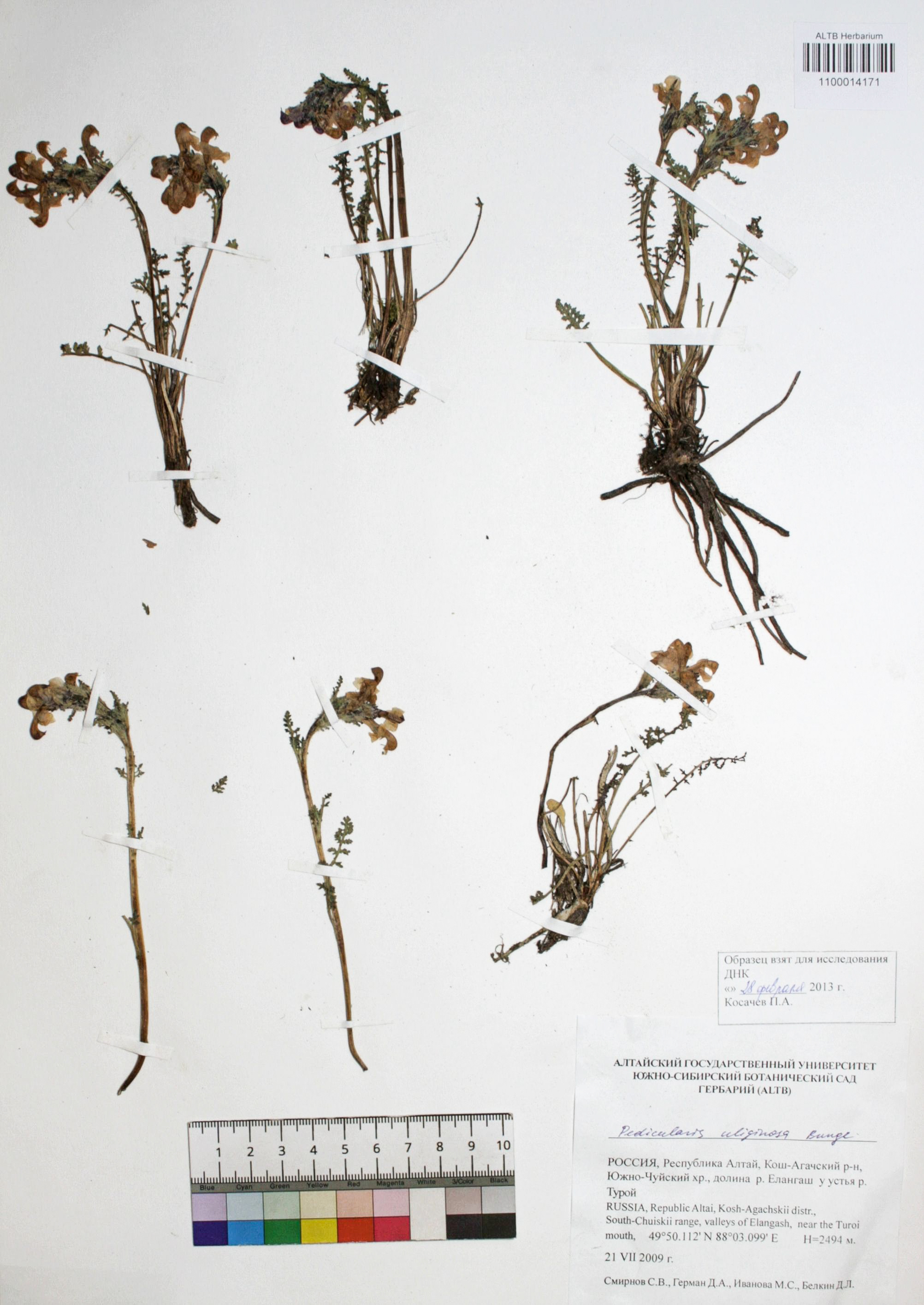 Pedicularis uliginosa Bunge