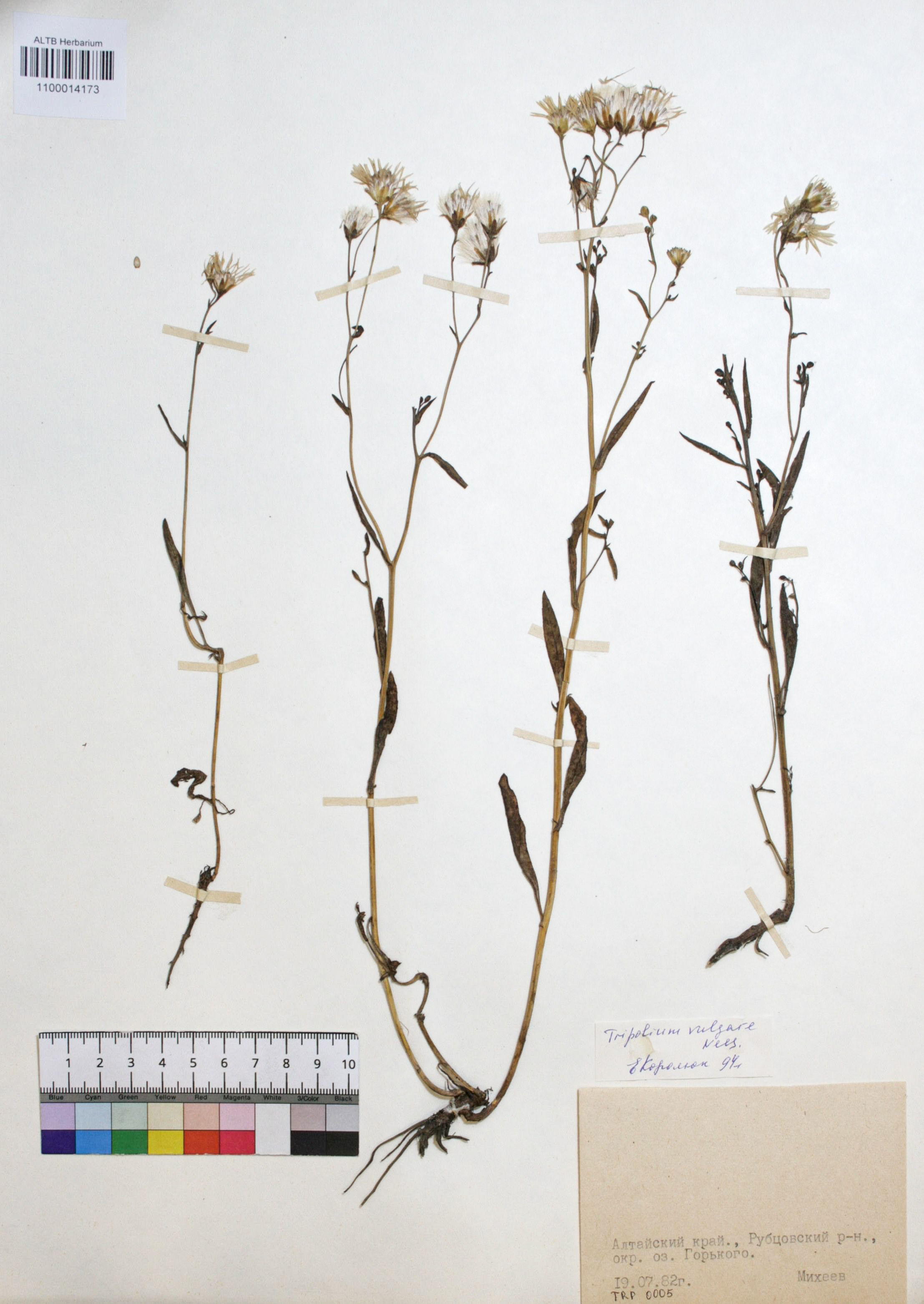 Tripolium vulgare Nees. 