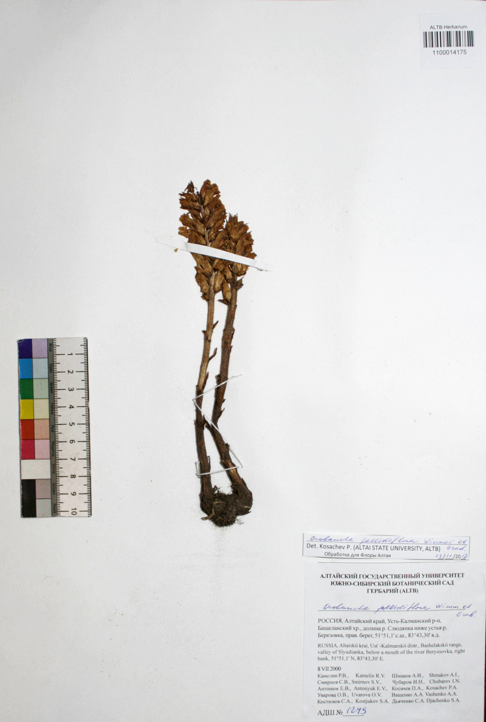 Orobanche pallidiflora Wimm. & Grab. 