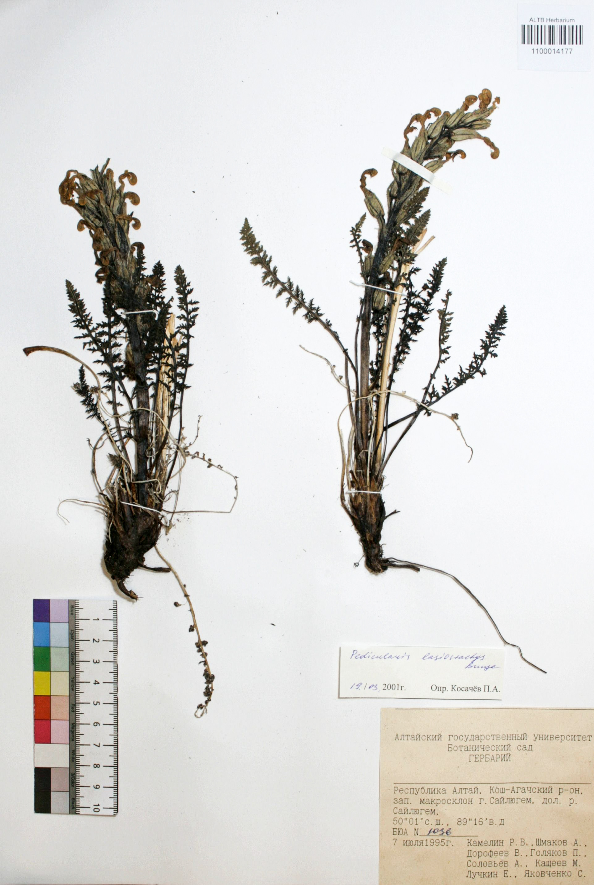 Pedicularis lasiostachys Bunge