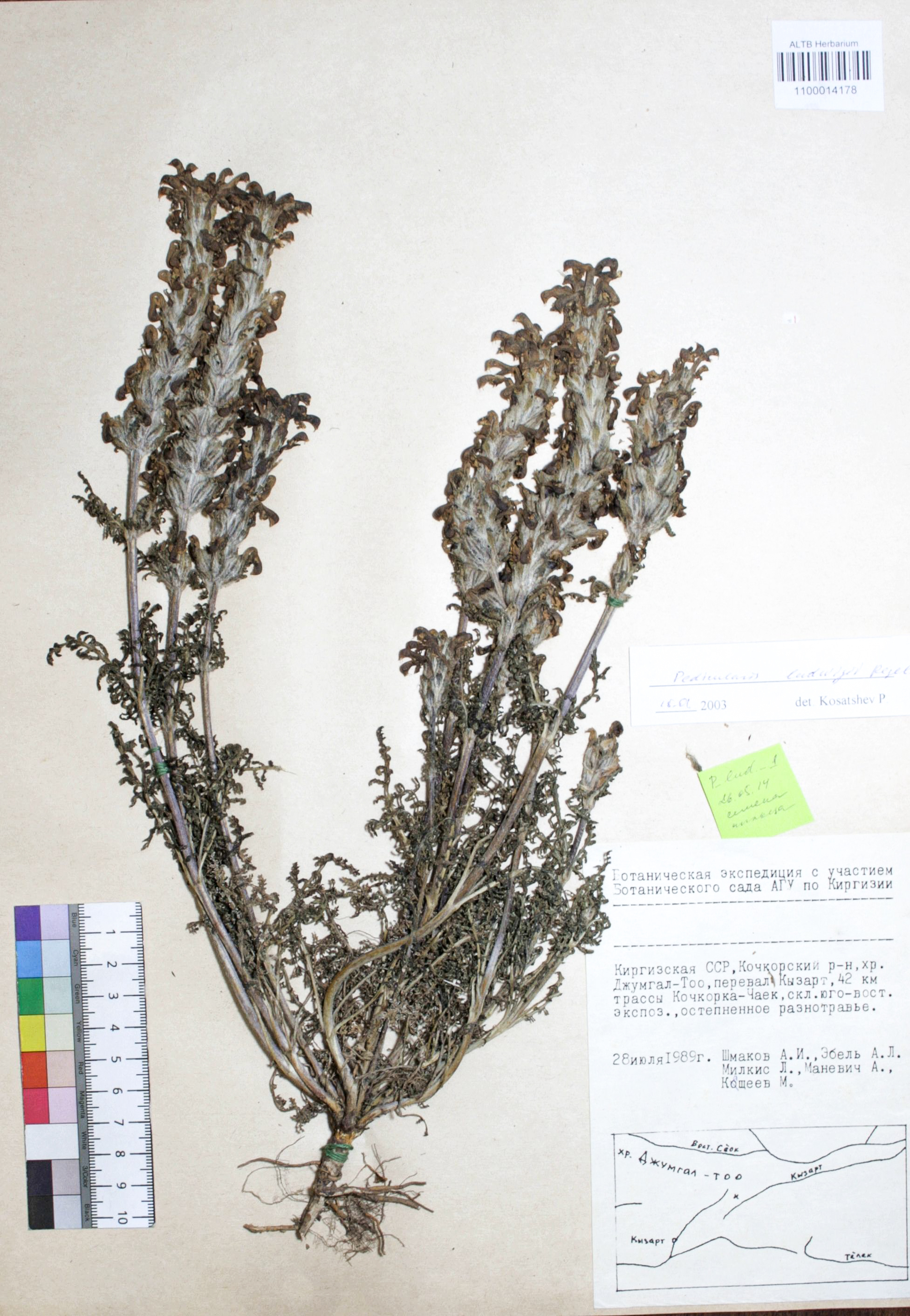 Pedicularis ludwigii Regel