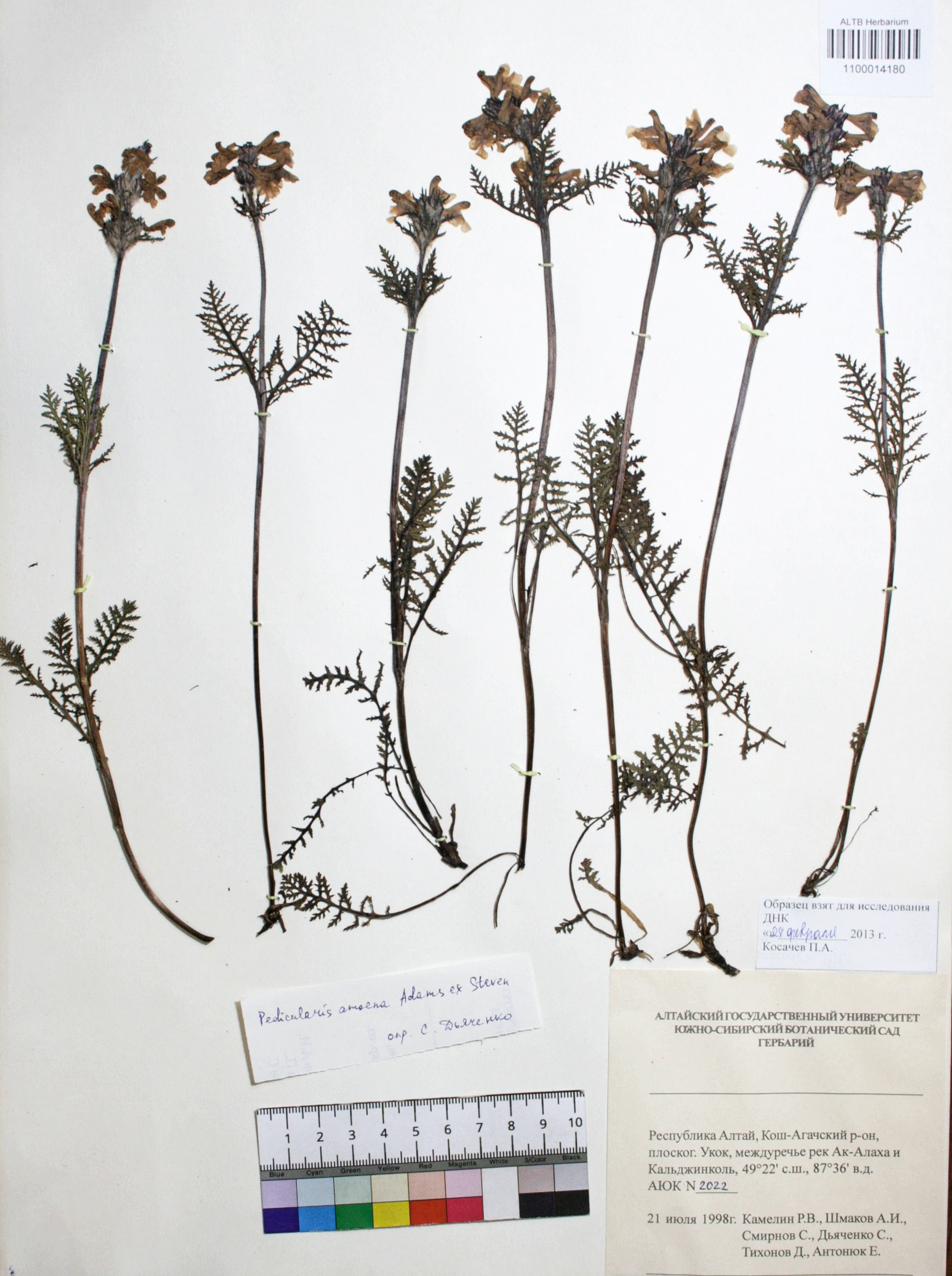 Pedicularis amoena Adams ex Steven