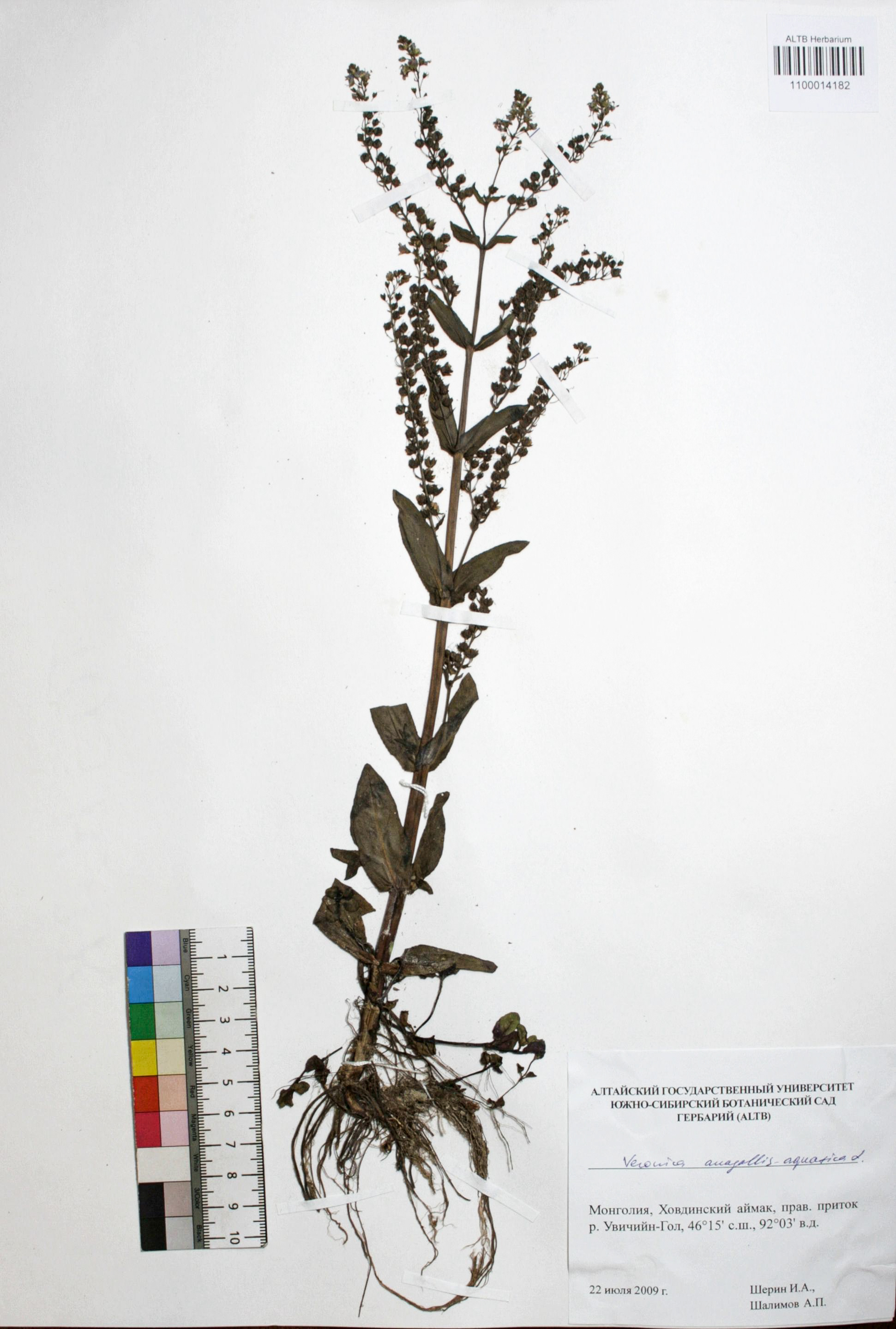 Veronica anagallis-aquatica L.