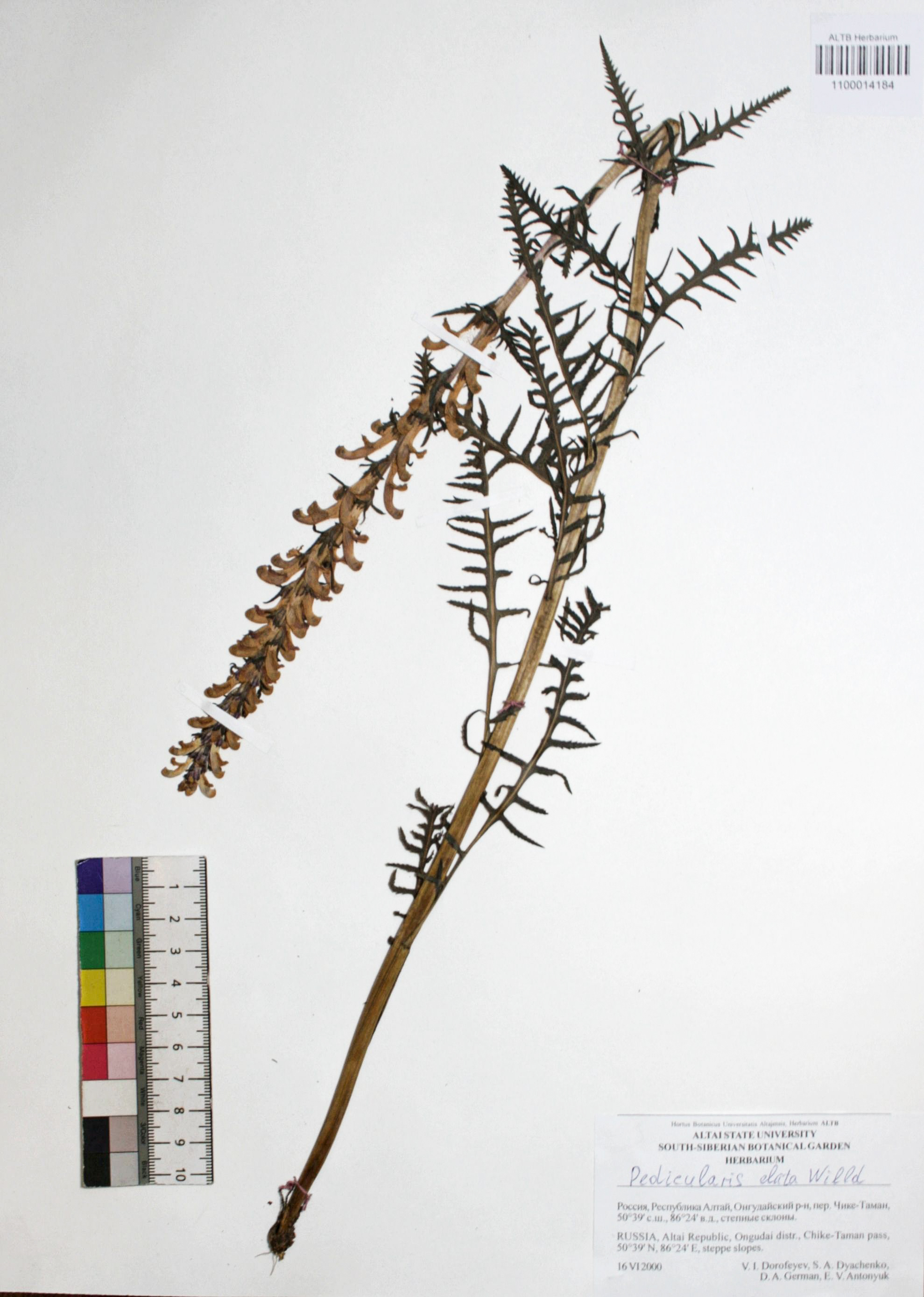 Pedicularis elata Willd