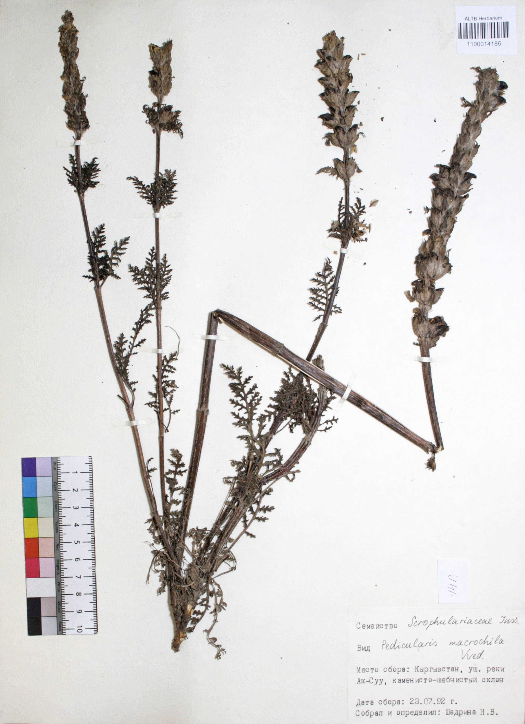 Pedicularis macrochila Vved. 