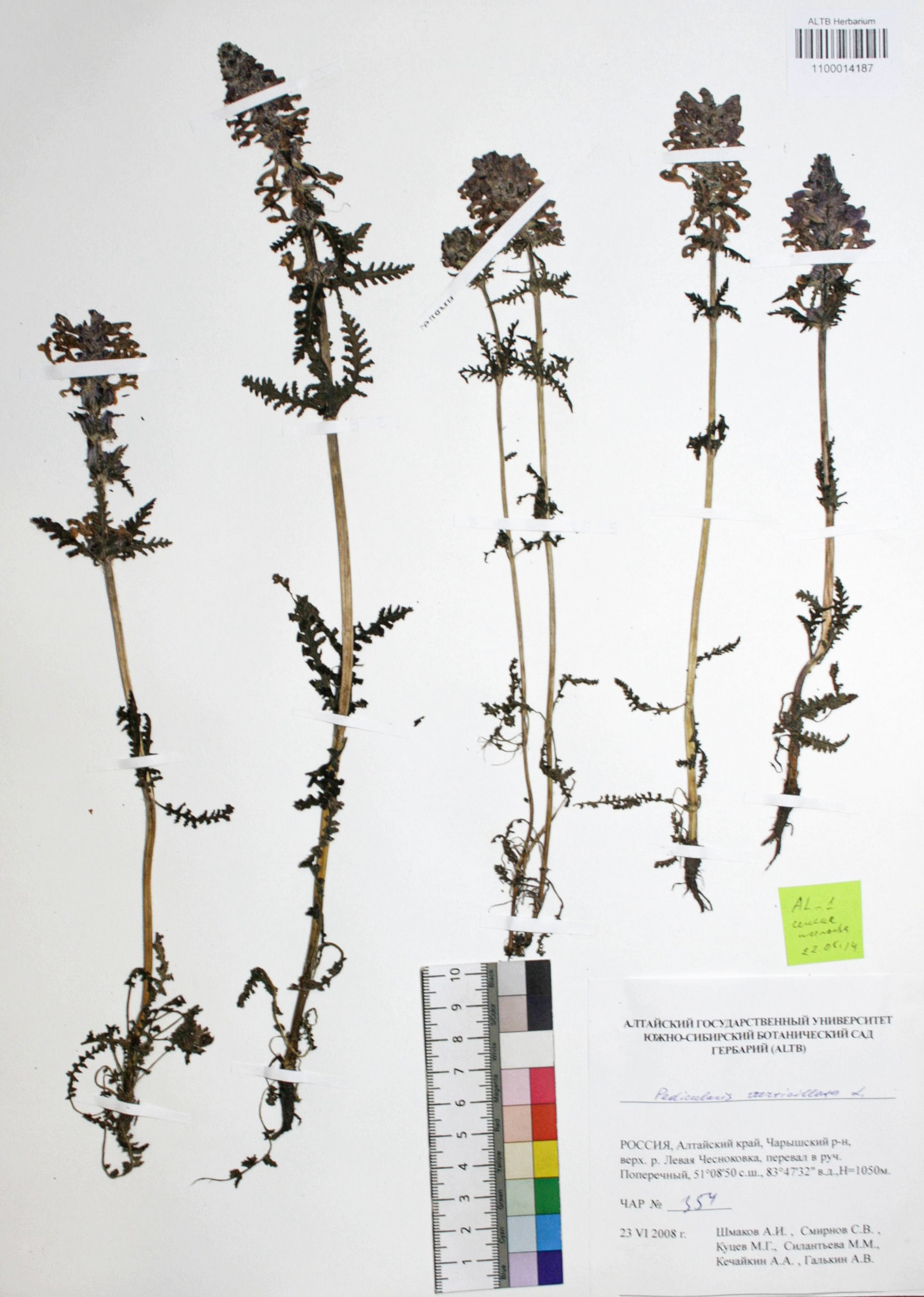 Pedicularis verticillata L.