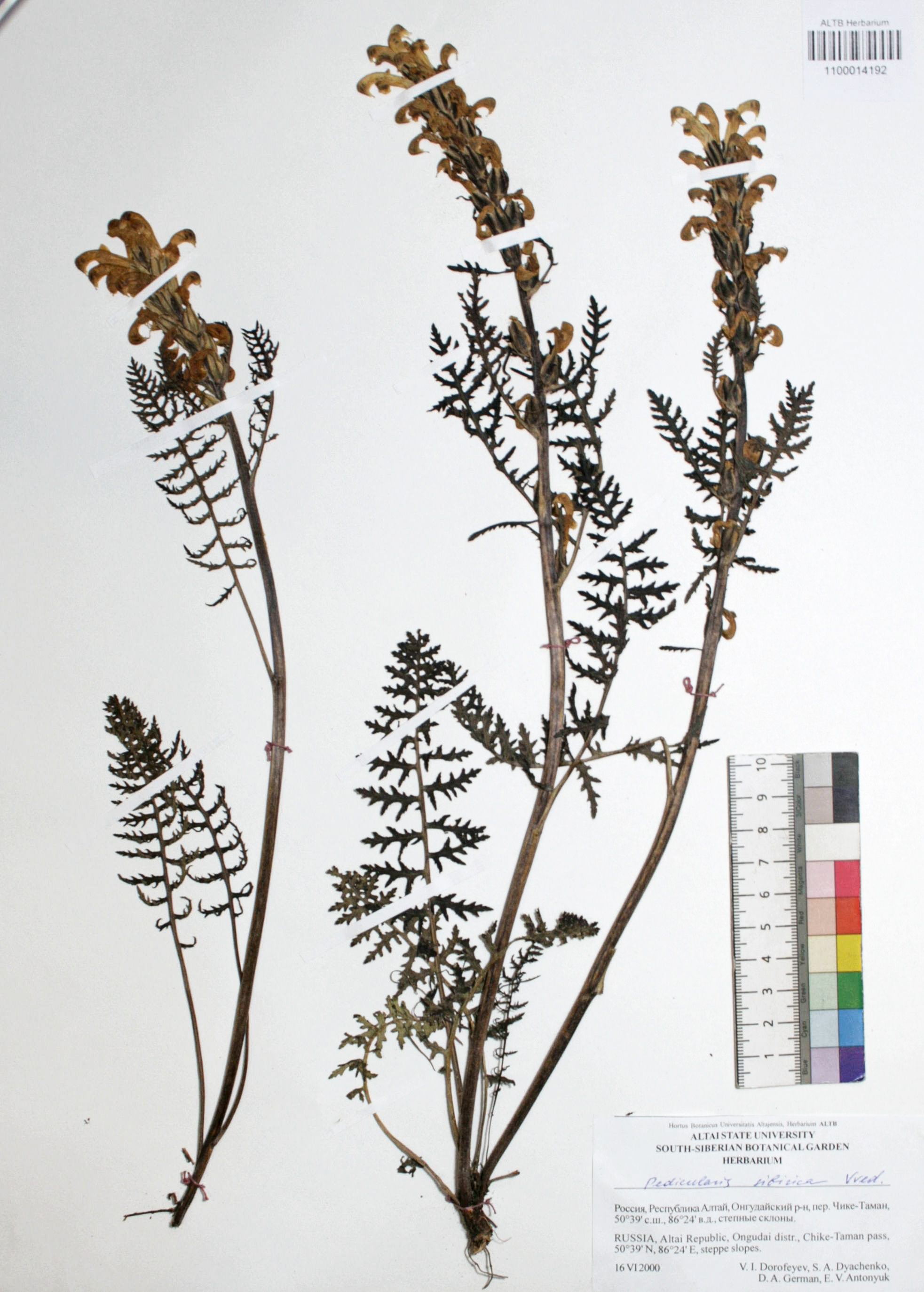 Pedicularis sibirica Vved.