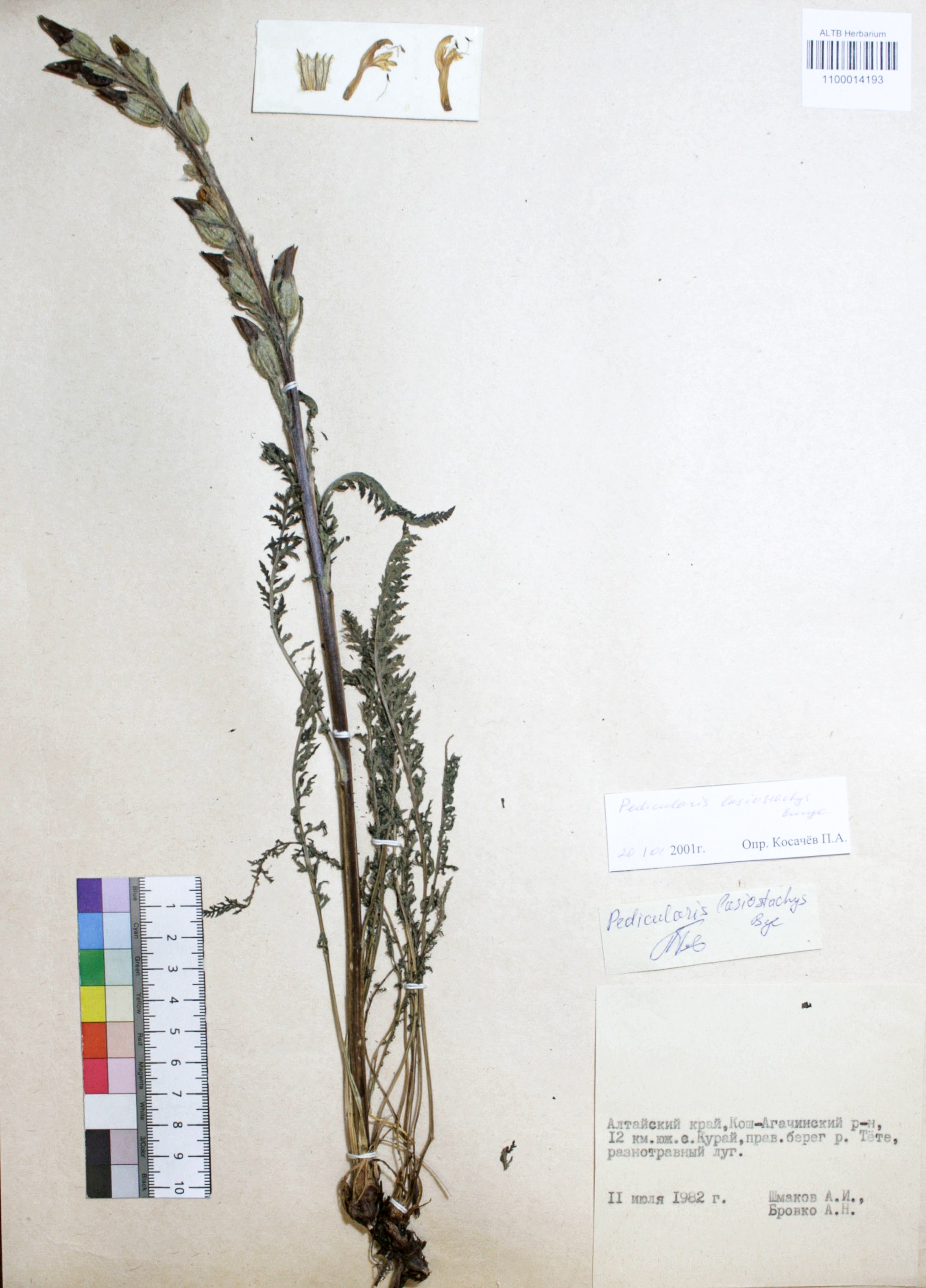 Pedicularis lasiostachys Bunge