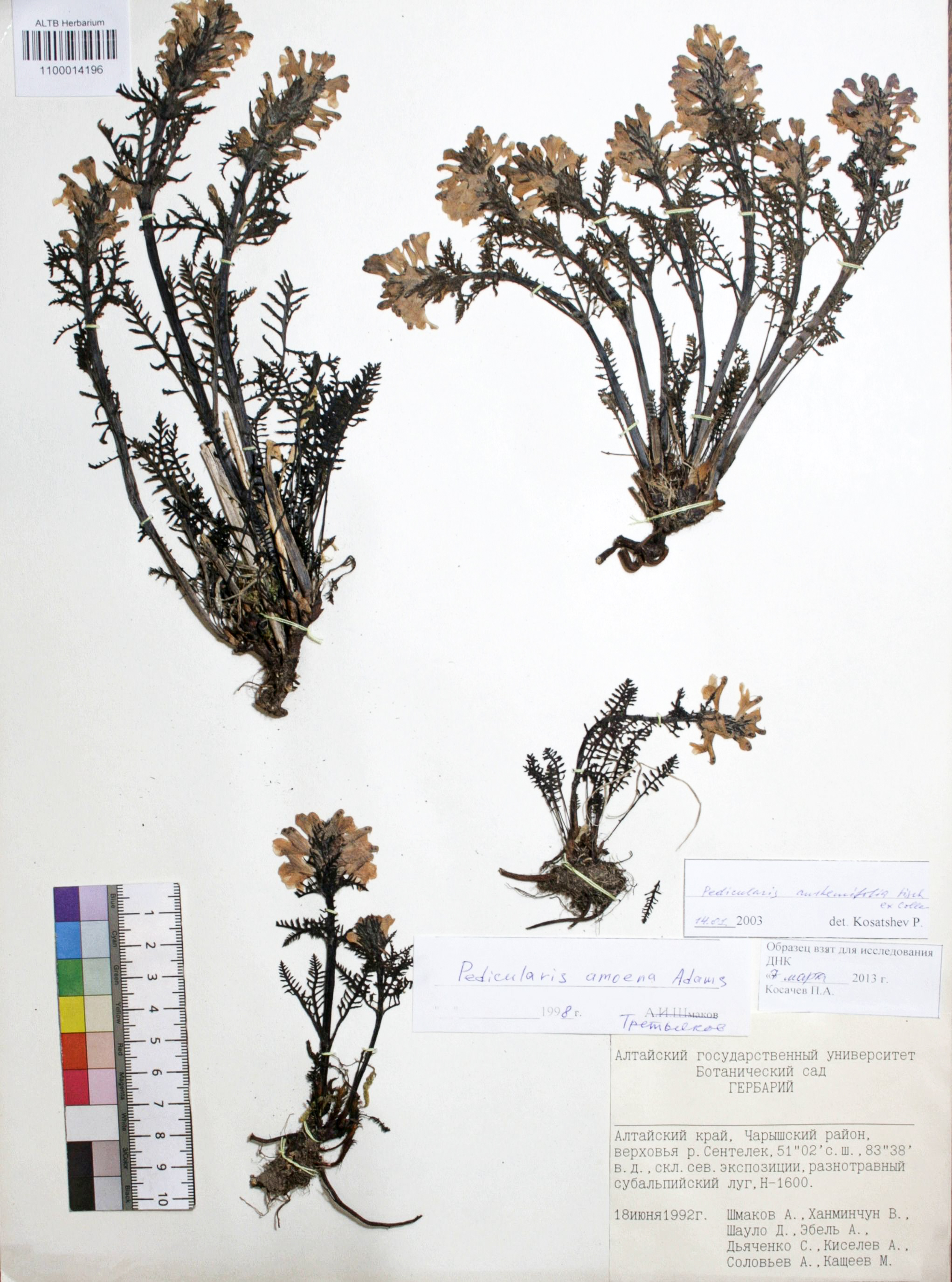 Pedicularis anthemifolia Fisch. ex Colla